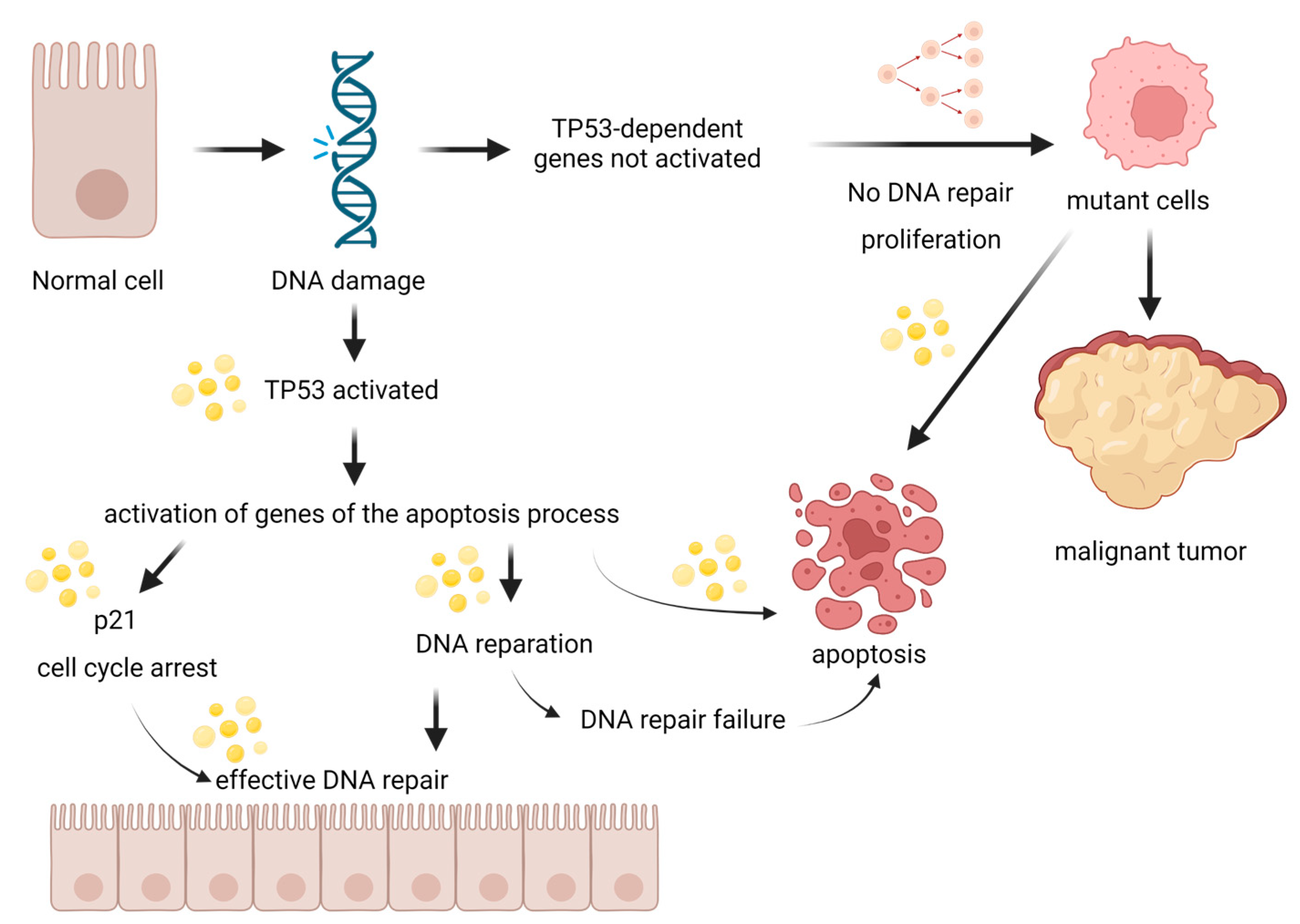 Biomedicines 11 02592 g012