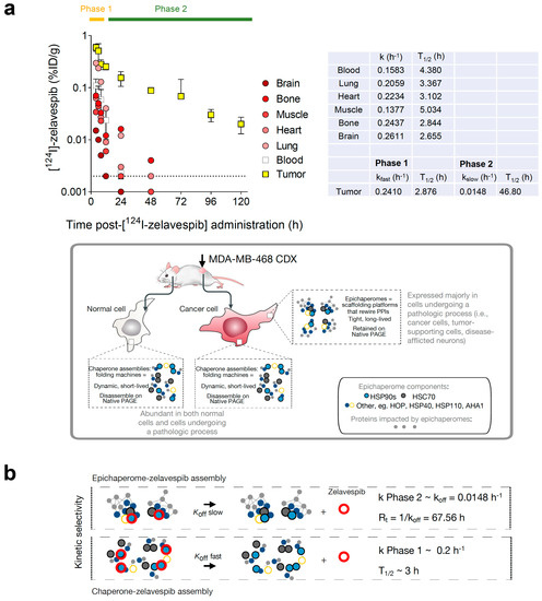 Unraveling the Mechanism of Epichaperome Modulation by Zelavespib
