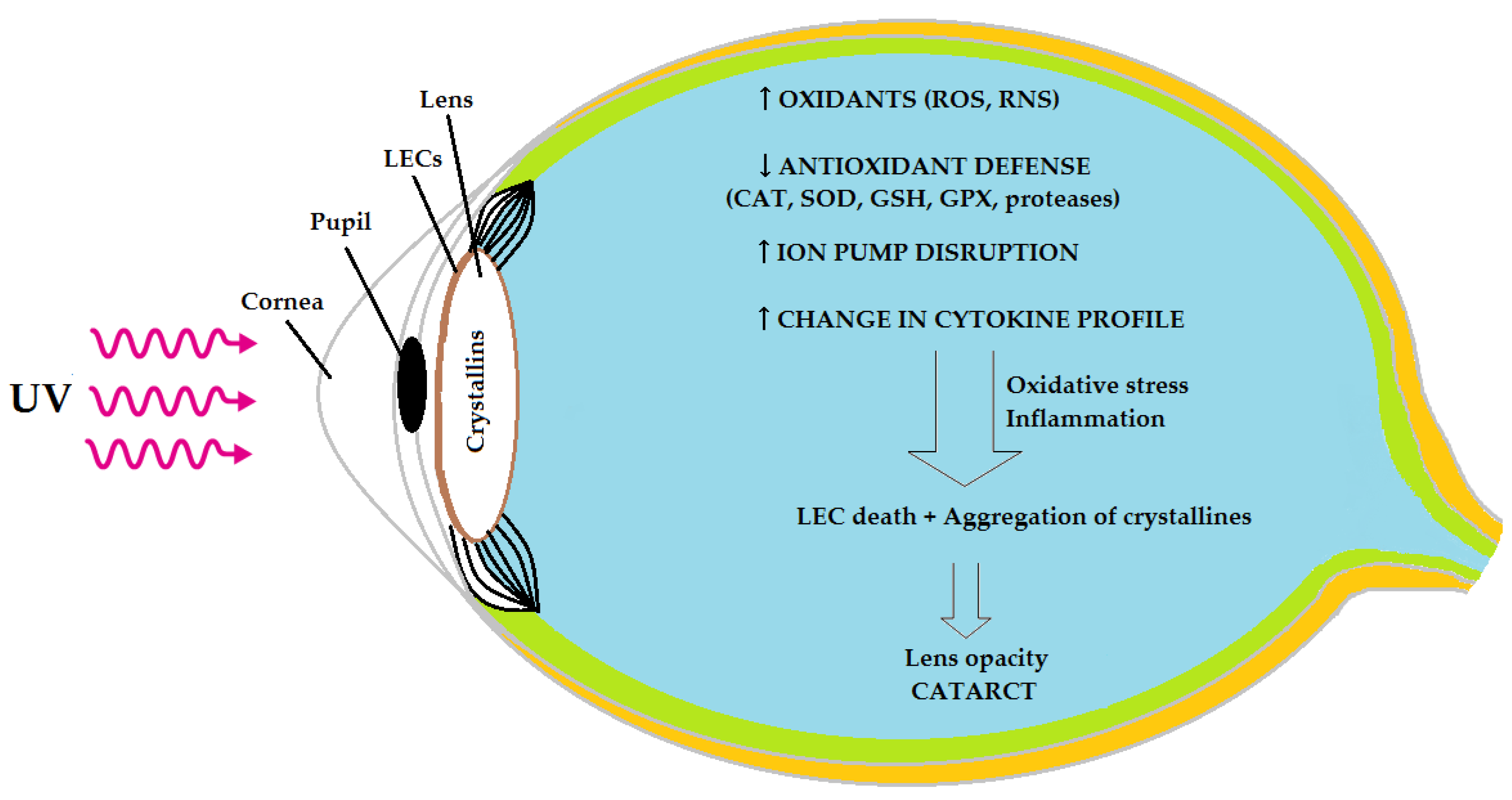 Biomedicines 11 02607 g001