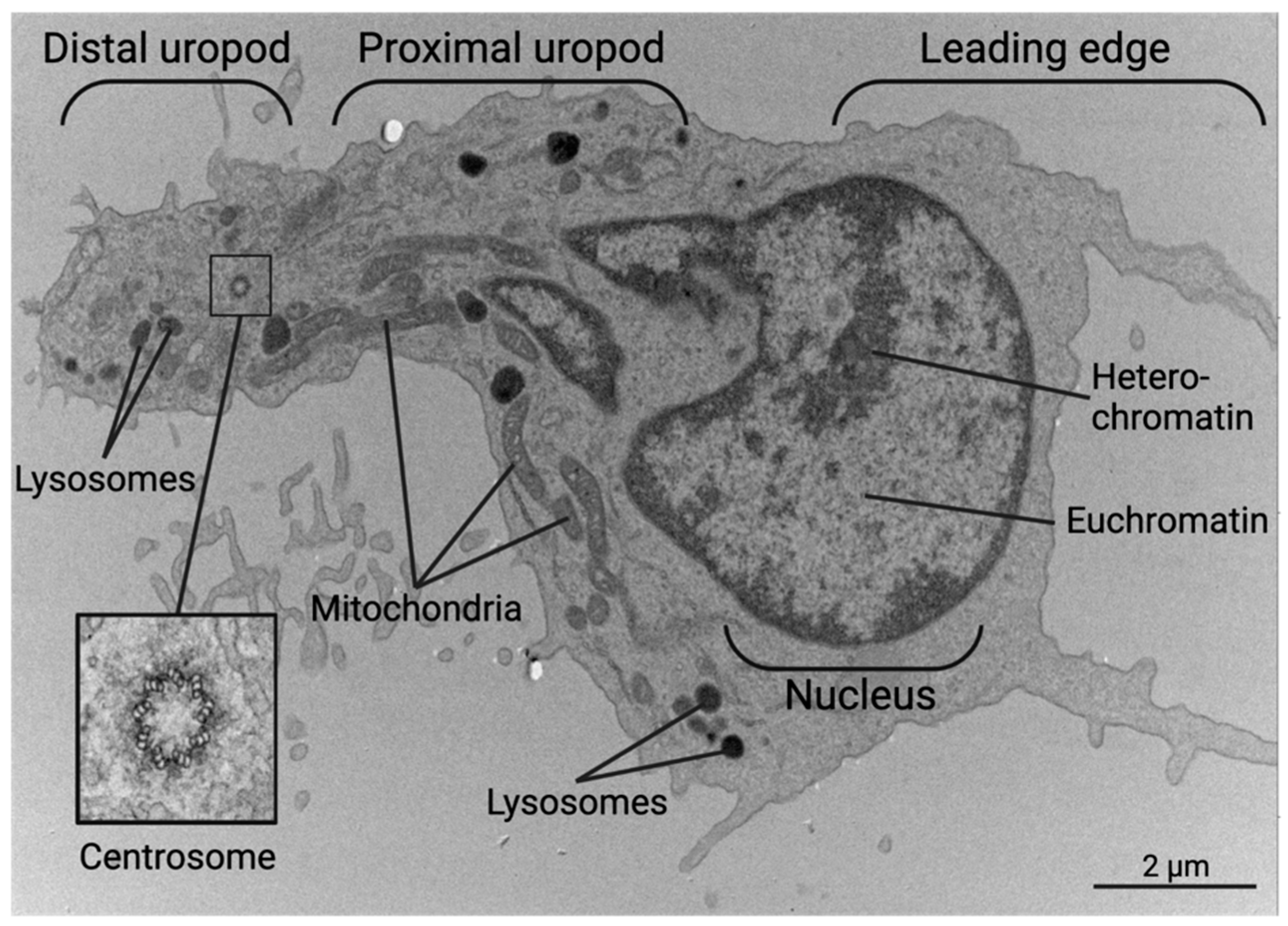 Biomedicines 11 02608 g003 Biomedicines 11 02608 g003