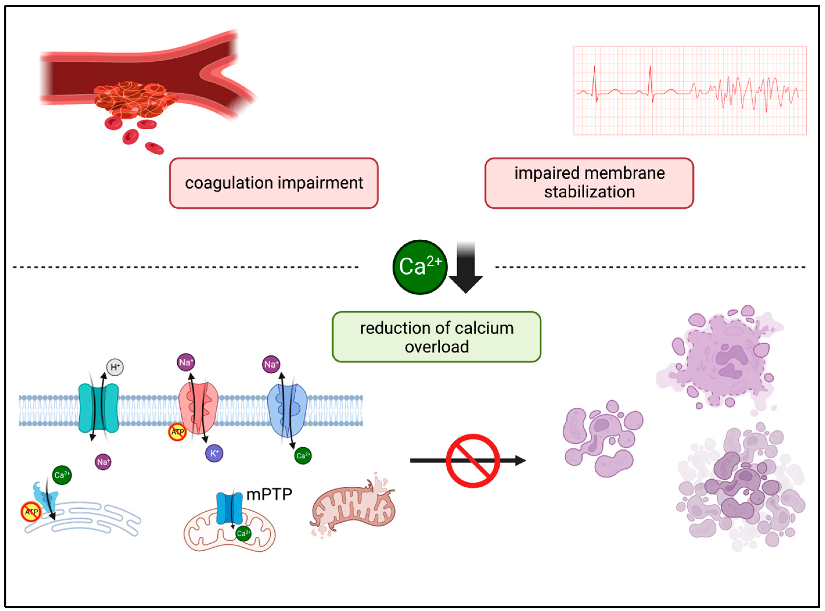 Biomedicines 11 02612 g001