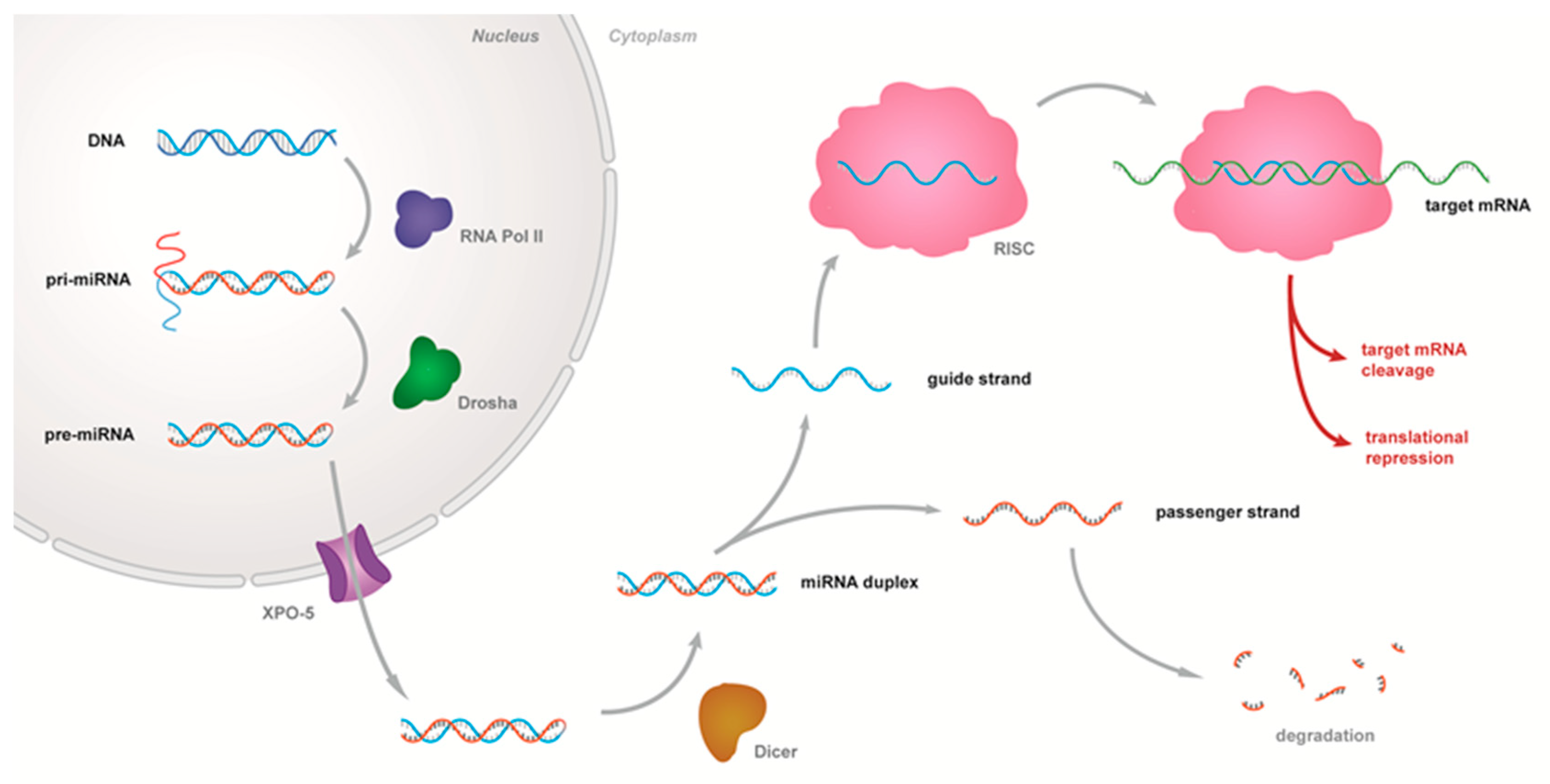 Niemann-Pick type C disease is associated with mtDNA disorganization.