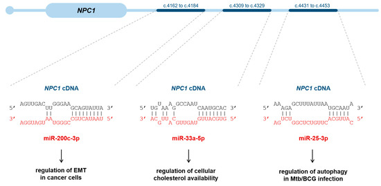 Searching for a cure for Niemann-Pick Type C - NemaMetrix