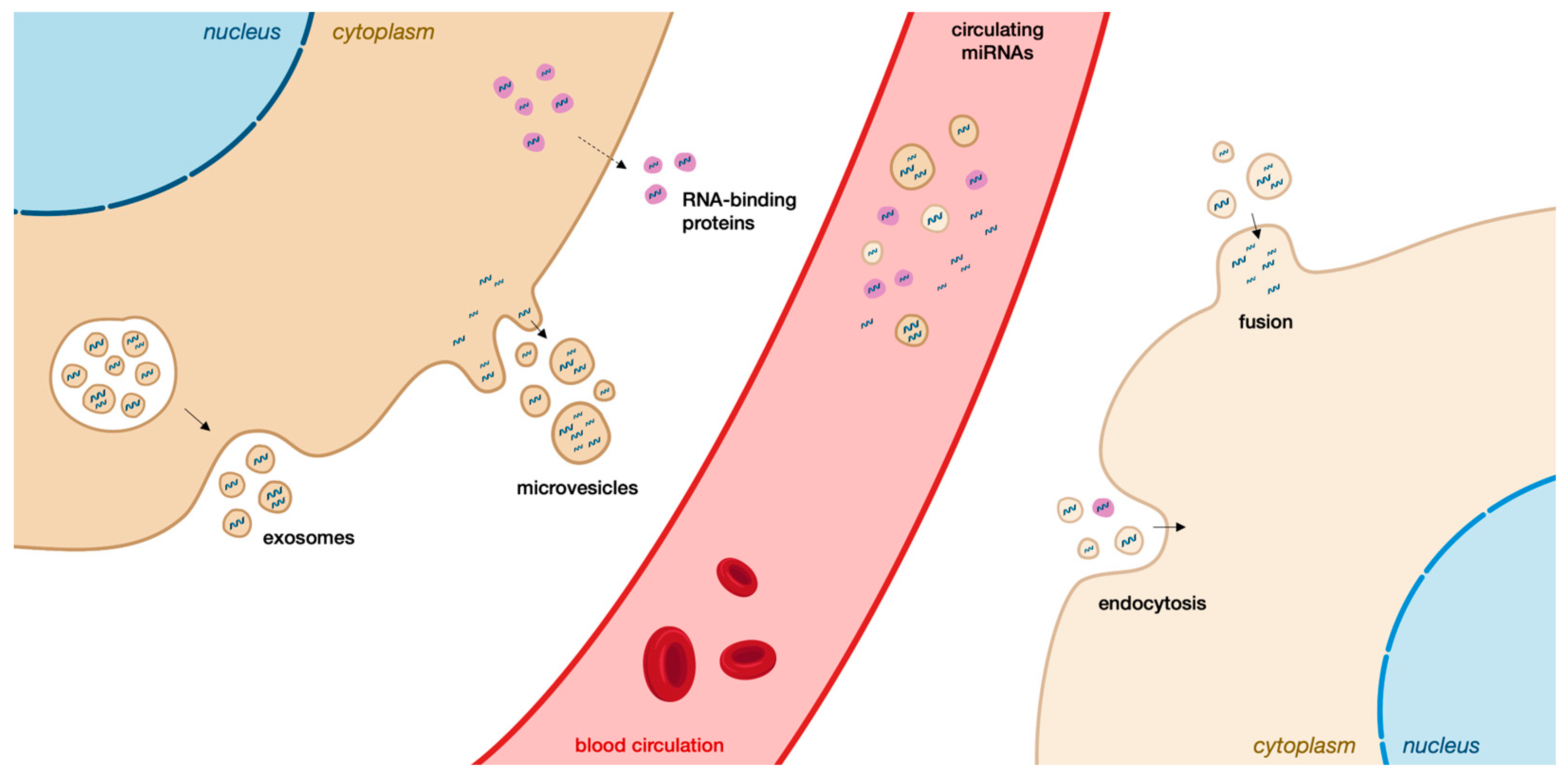 Biomedicines 11 02615 g003