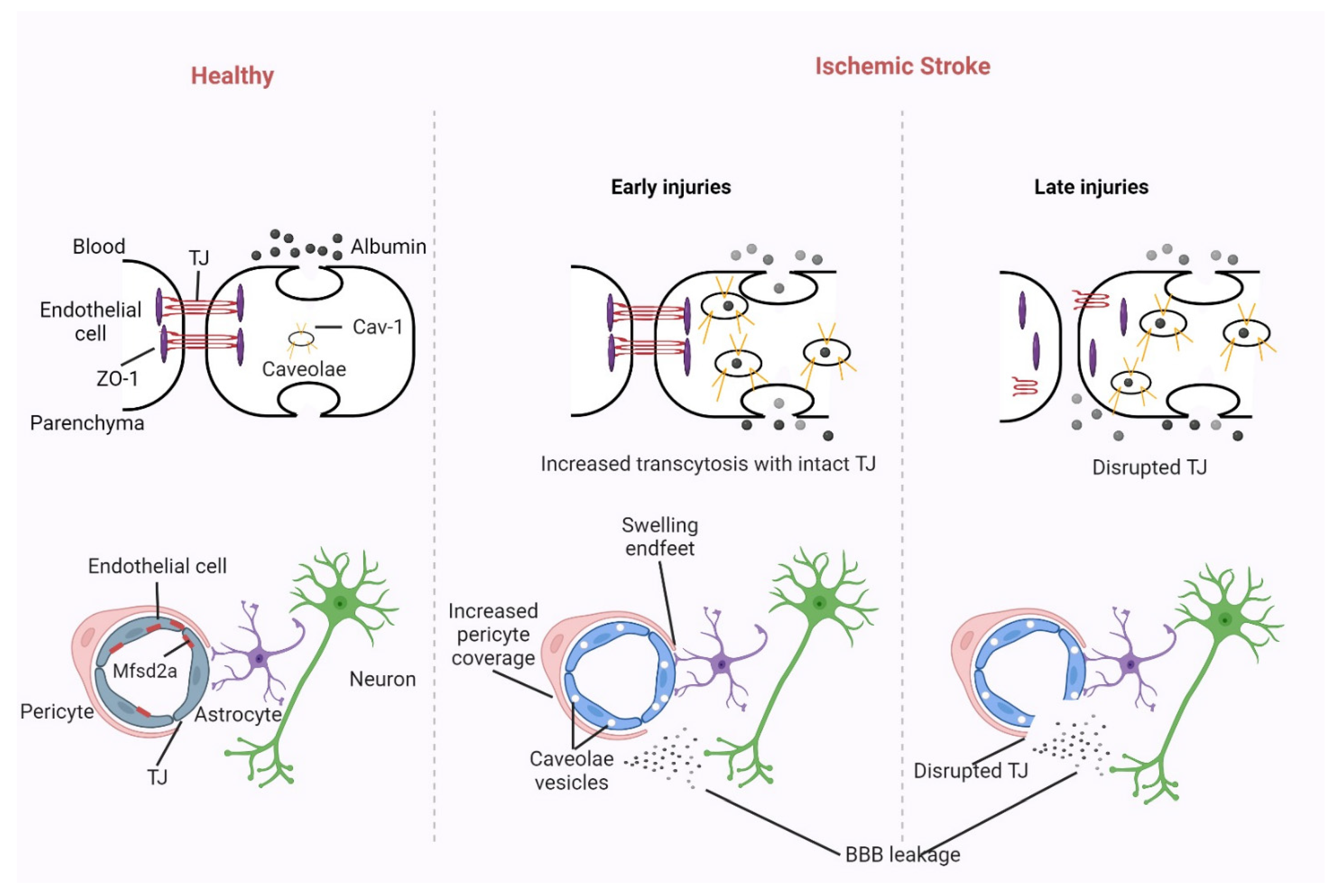 Biomedicines 11 02617 g001 Biomedicines 11 02617 g001