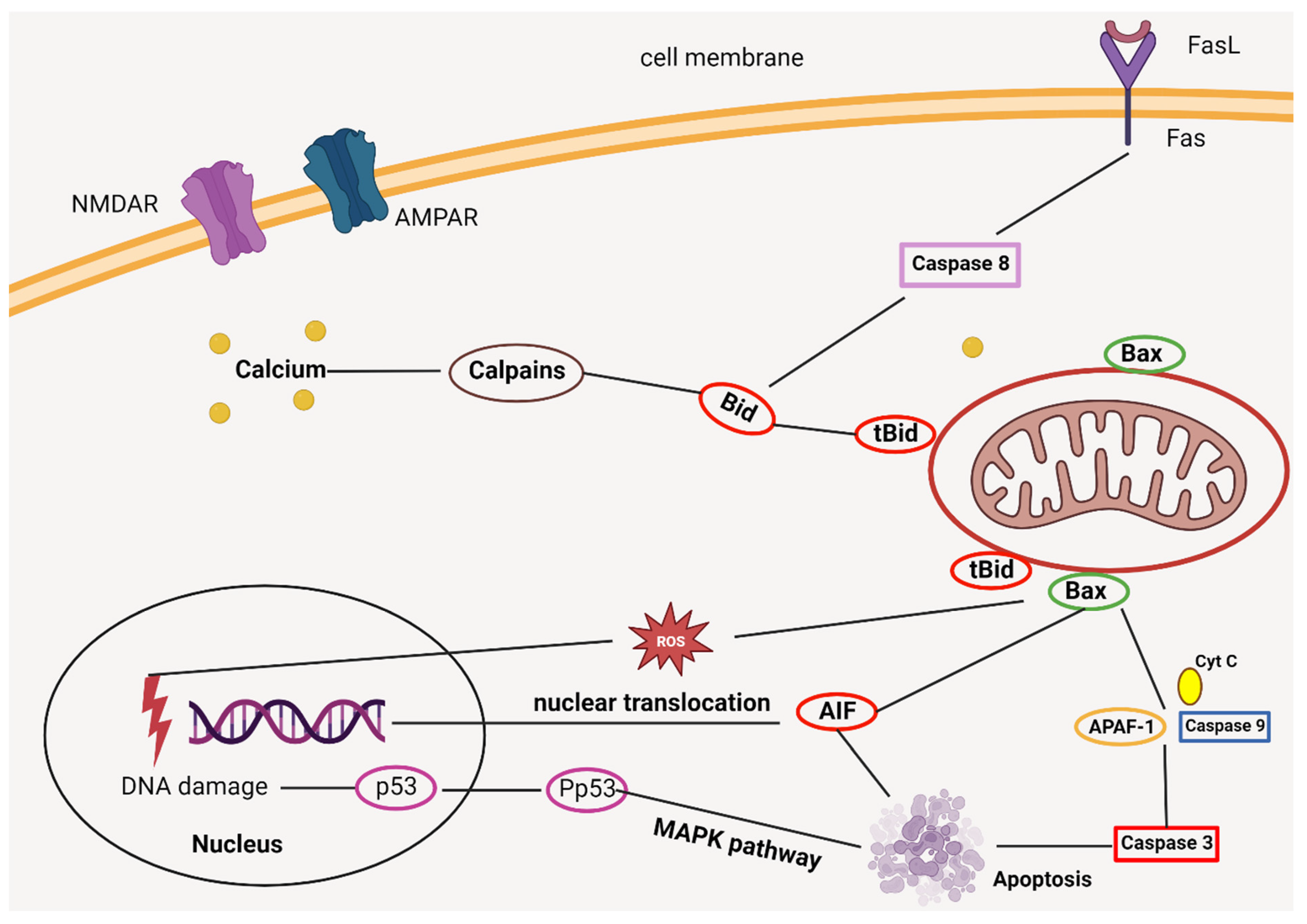 Biomedicines 11 02617 g002 Biomedicines 11 02617 g002