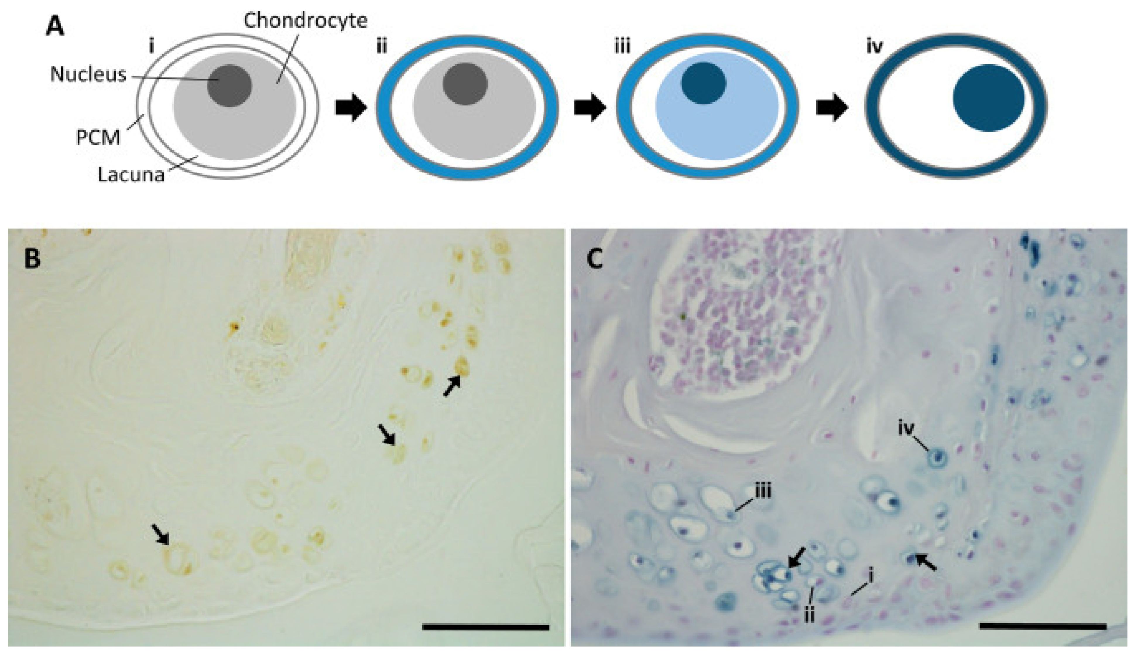 Biomedicines 11 02625 g006