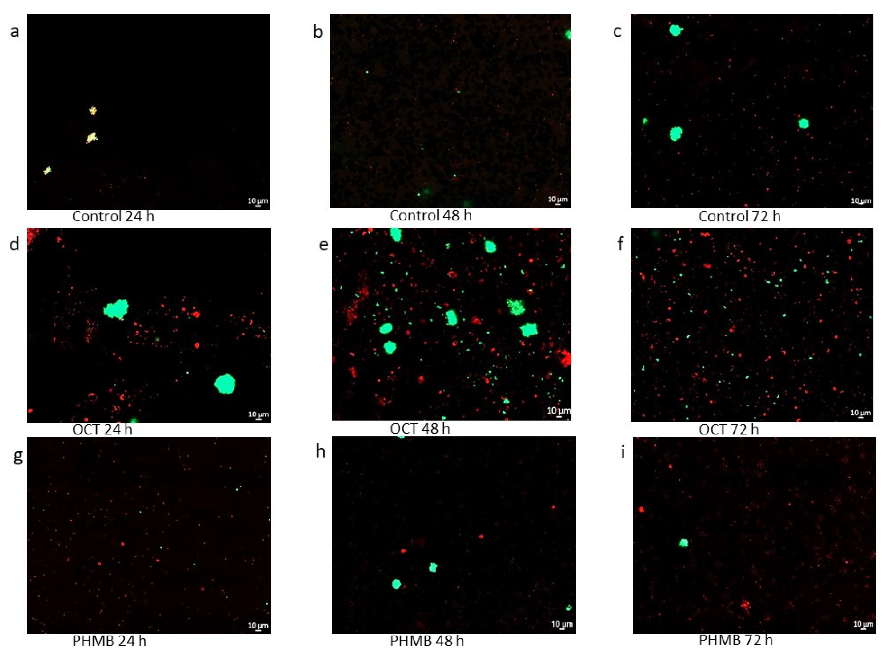 Biomedicines 11 02640 g004