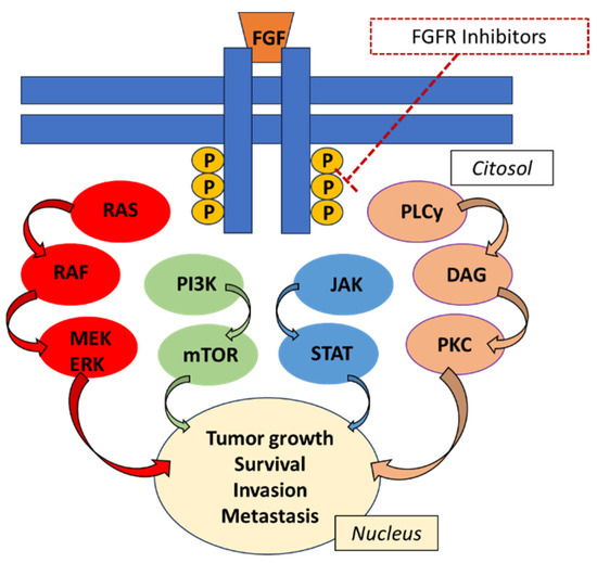Biomedicines Free FullText Targeting FGFR Pathways in