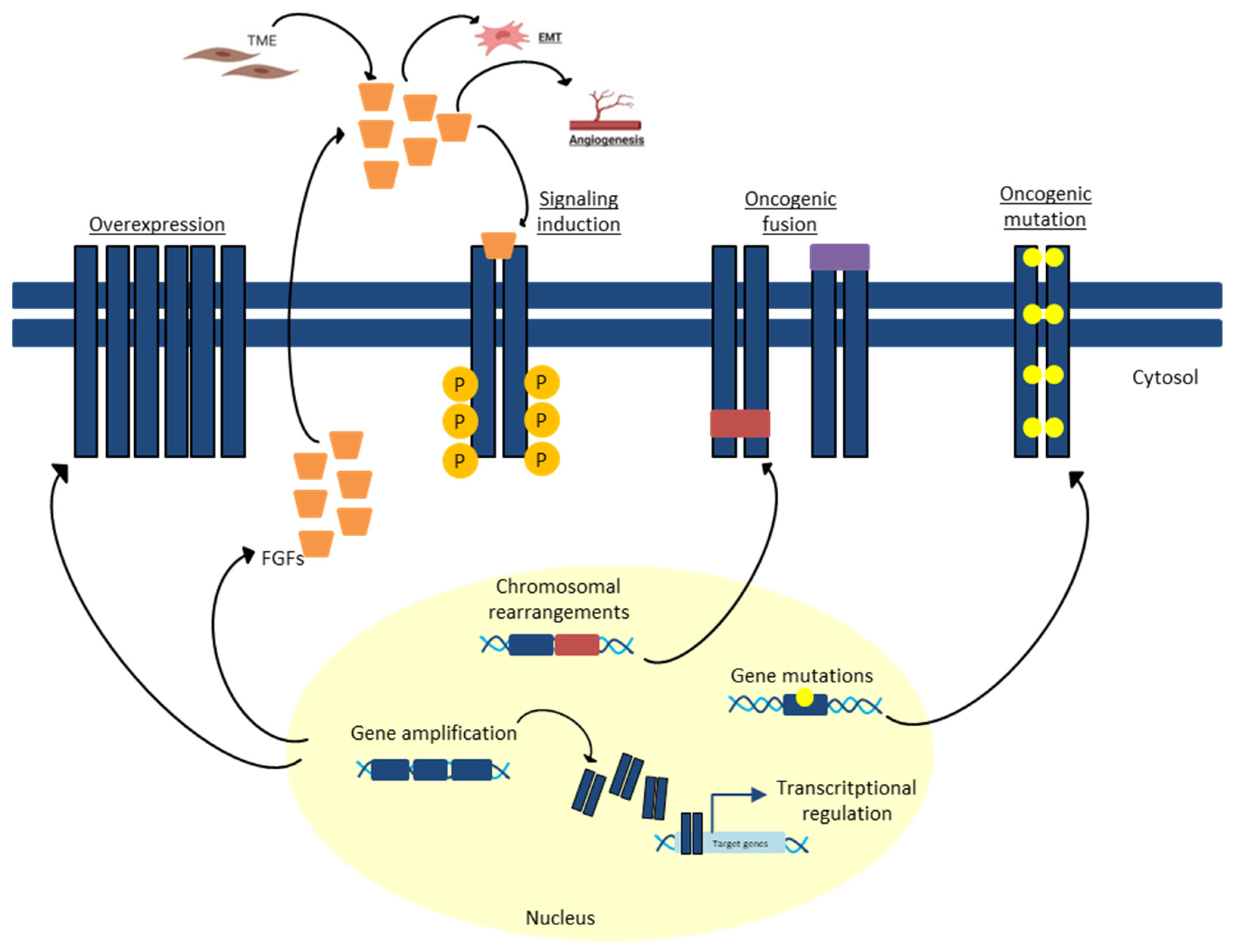 Biomedicines 11 02650 g002