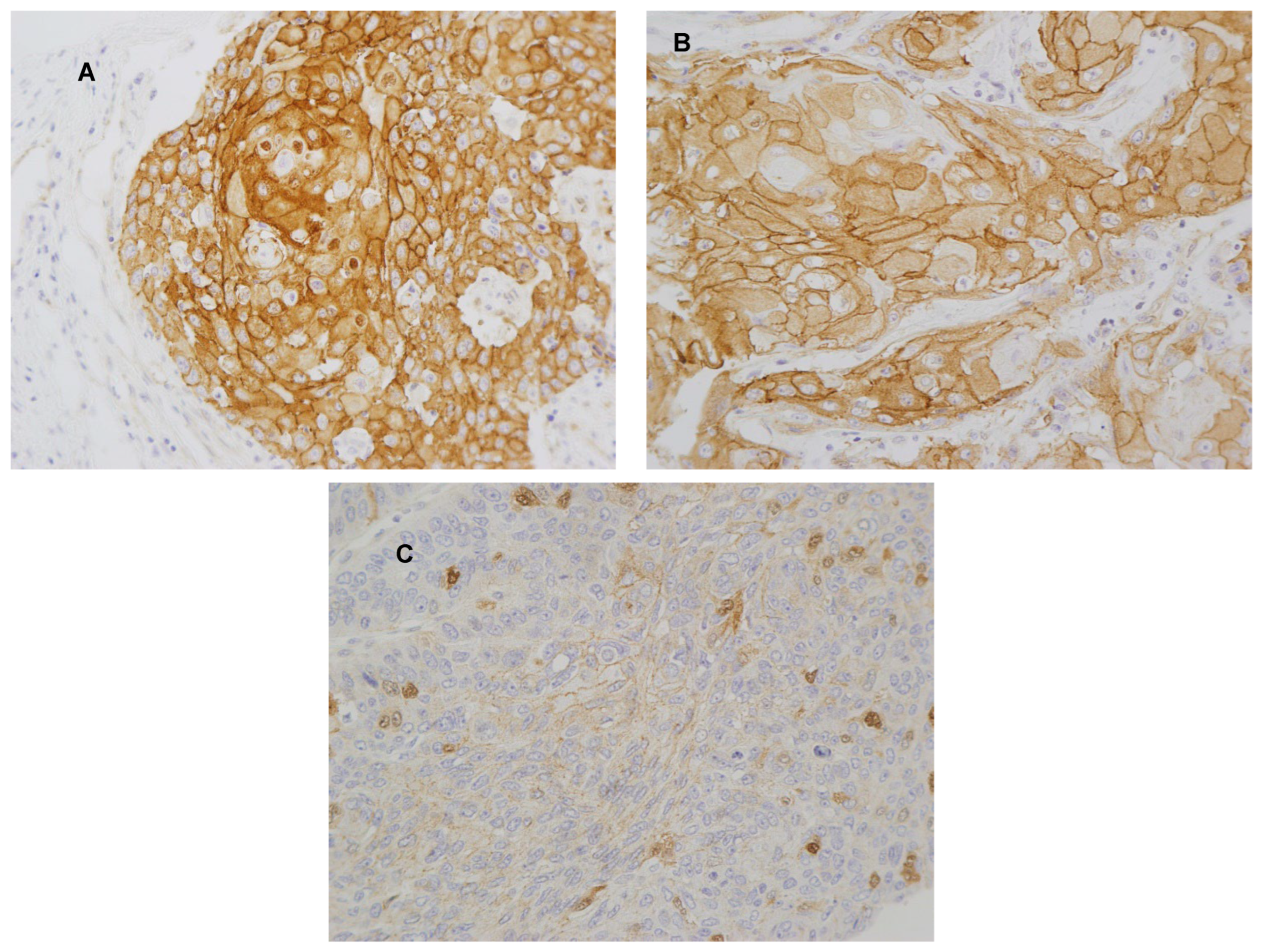 Biomedicines 11 02675 g001 Biomedicines 11 02675 g001