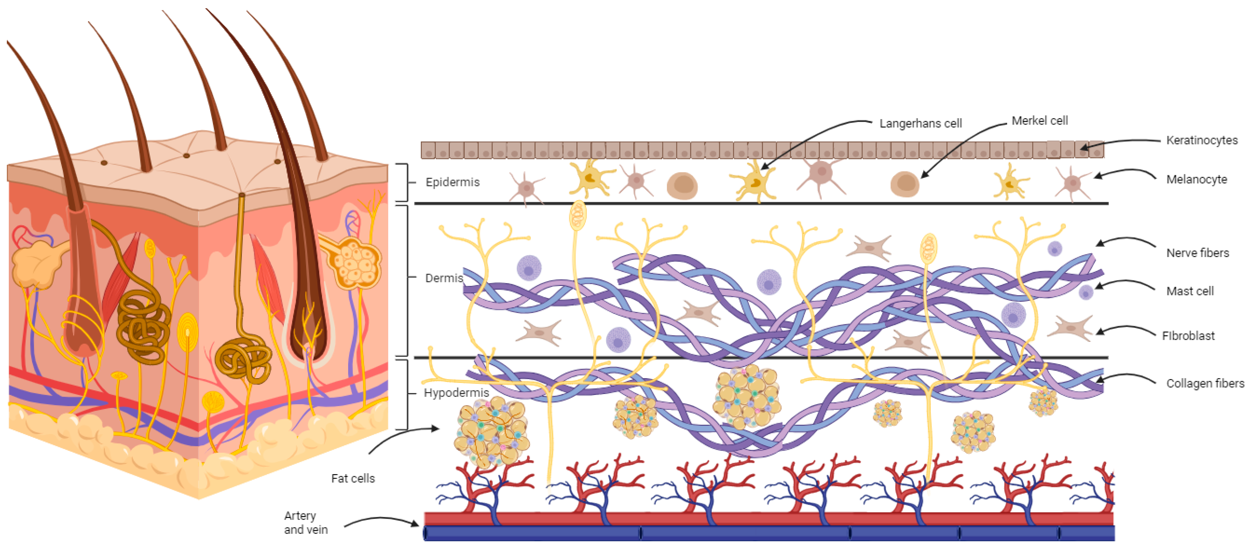 Biomedicines 11 02678 g001