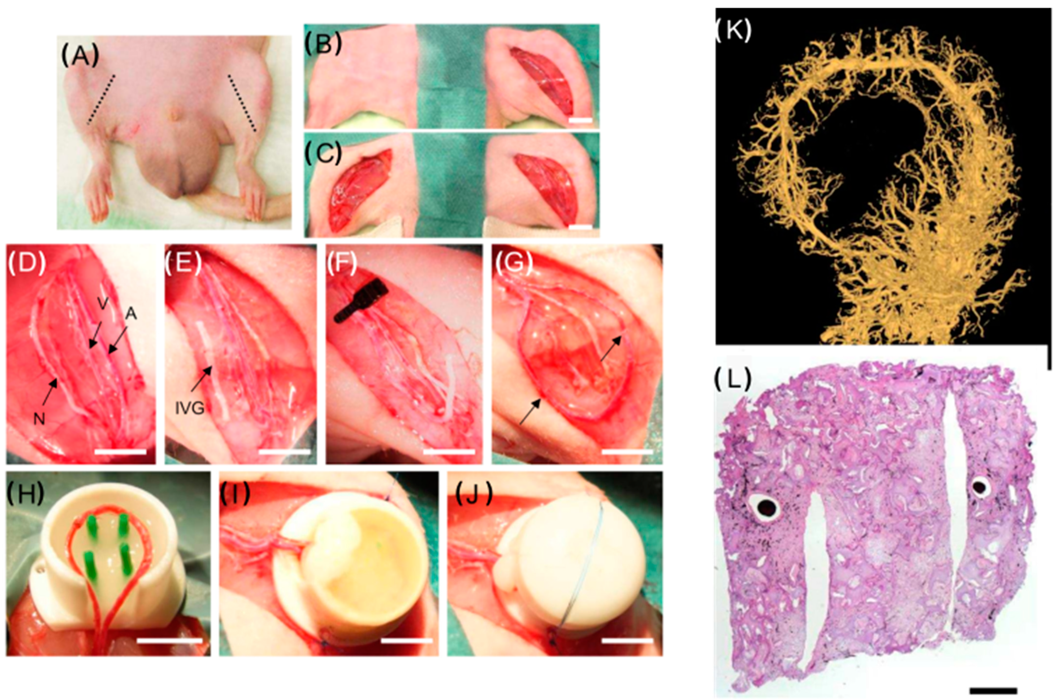 Biomedicines 11 02678 g006