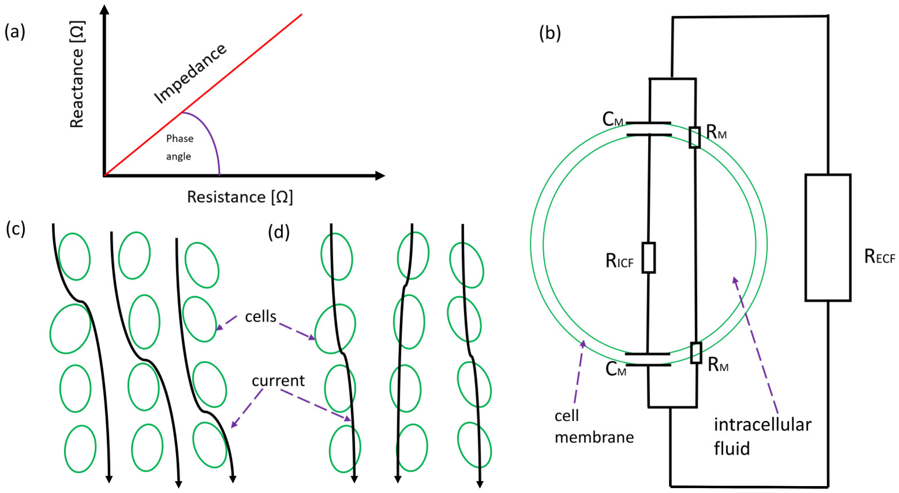 Biomedicines 11 02684 g002