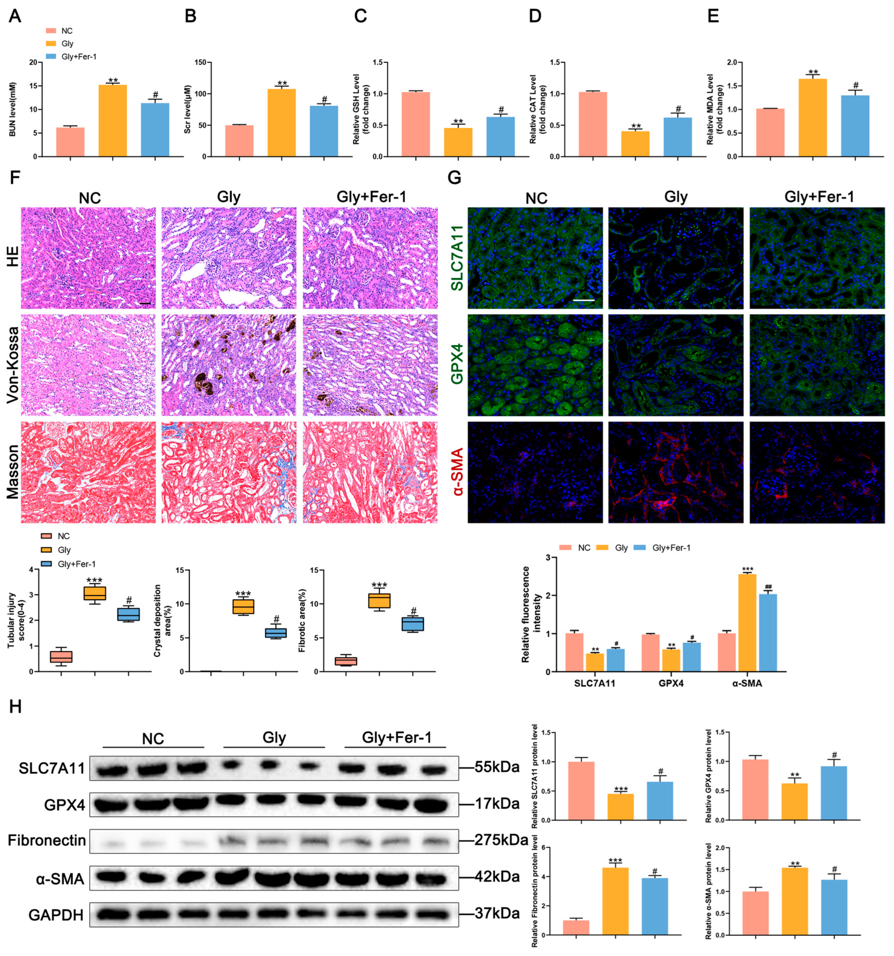 Biomedicines 11 02692 g002