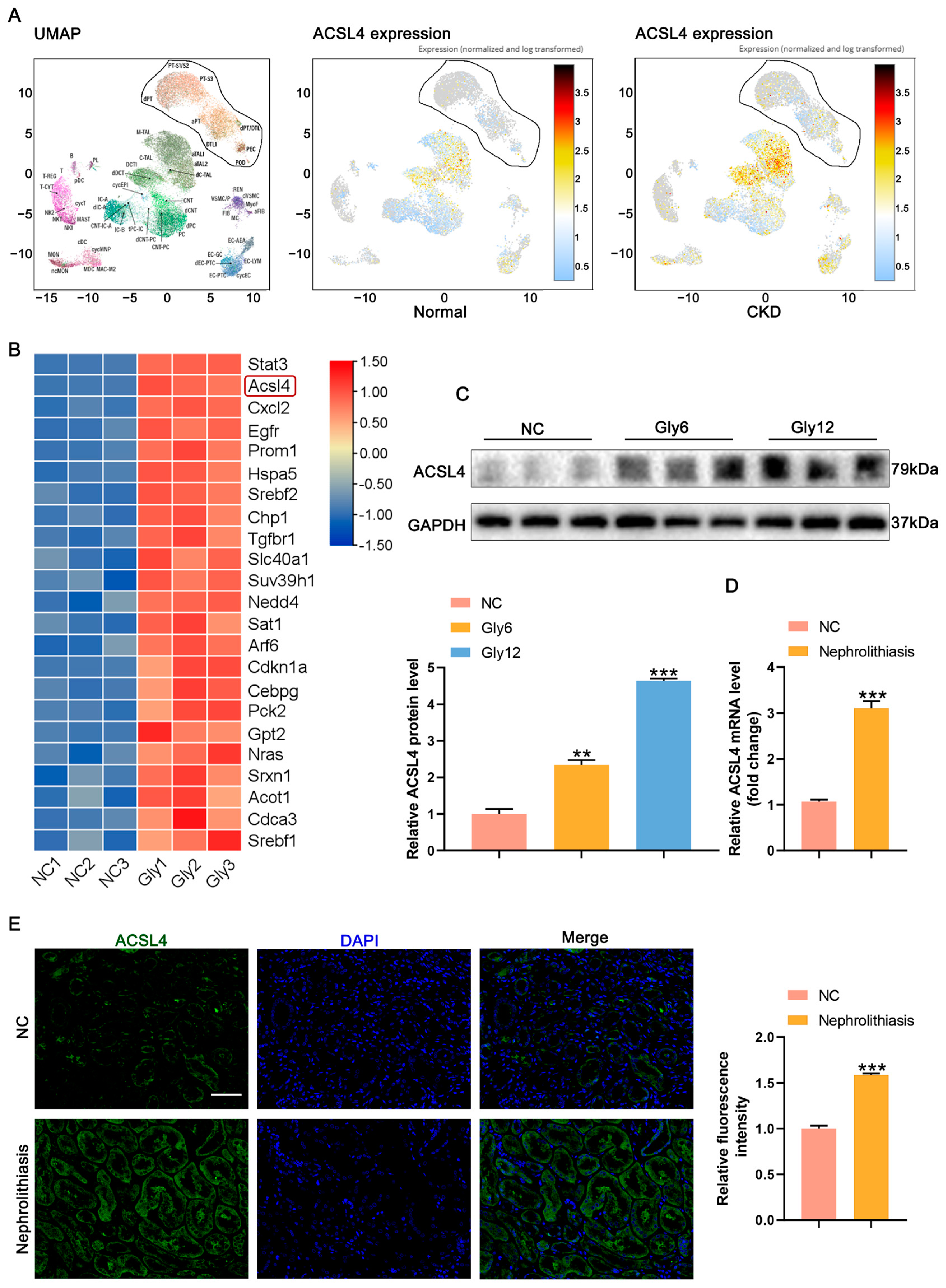 Biomedicines 11 02692 g003