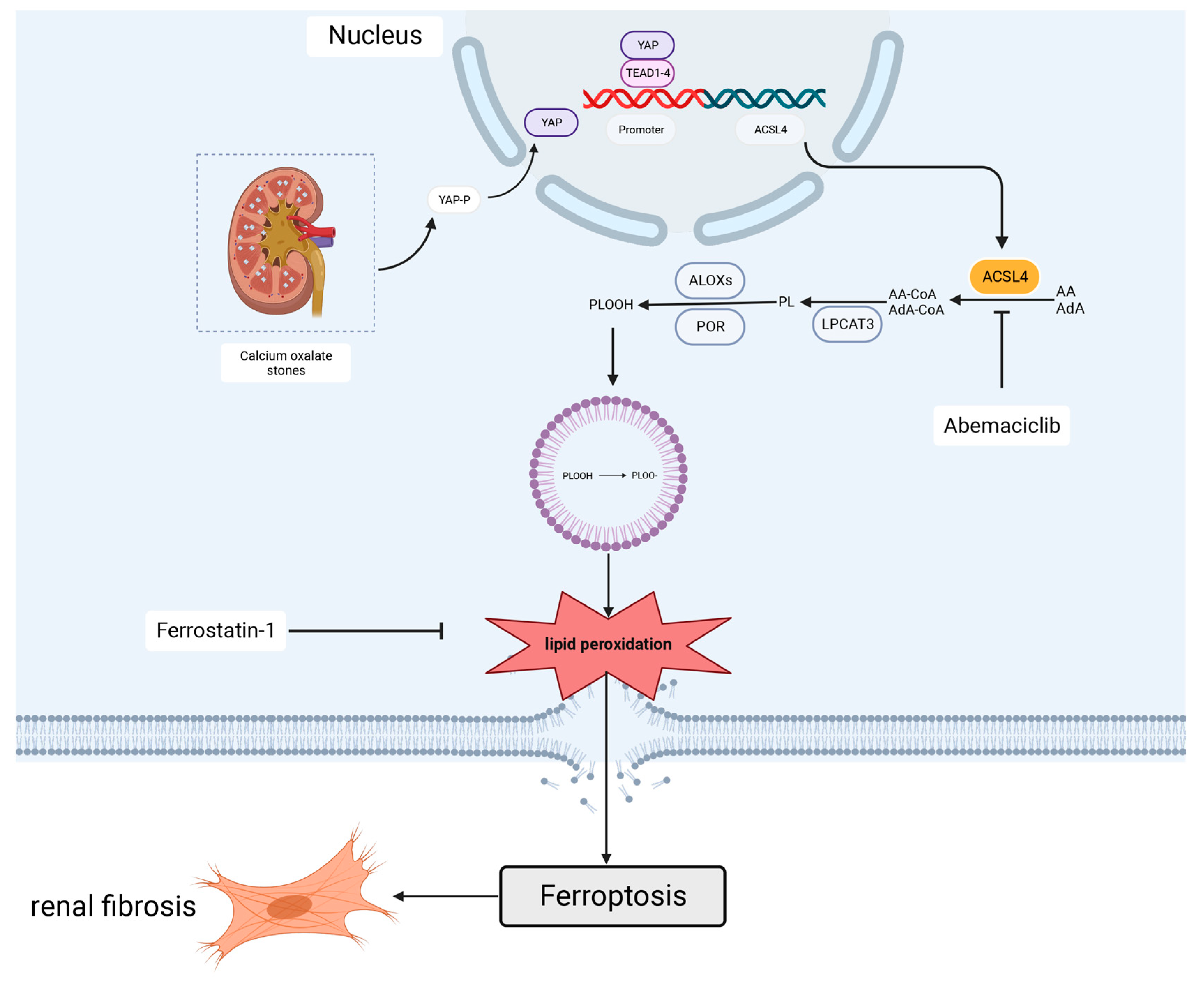 Biomedicines 11 02692 g007