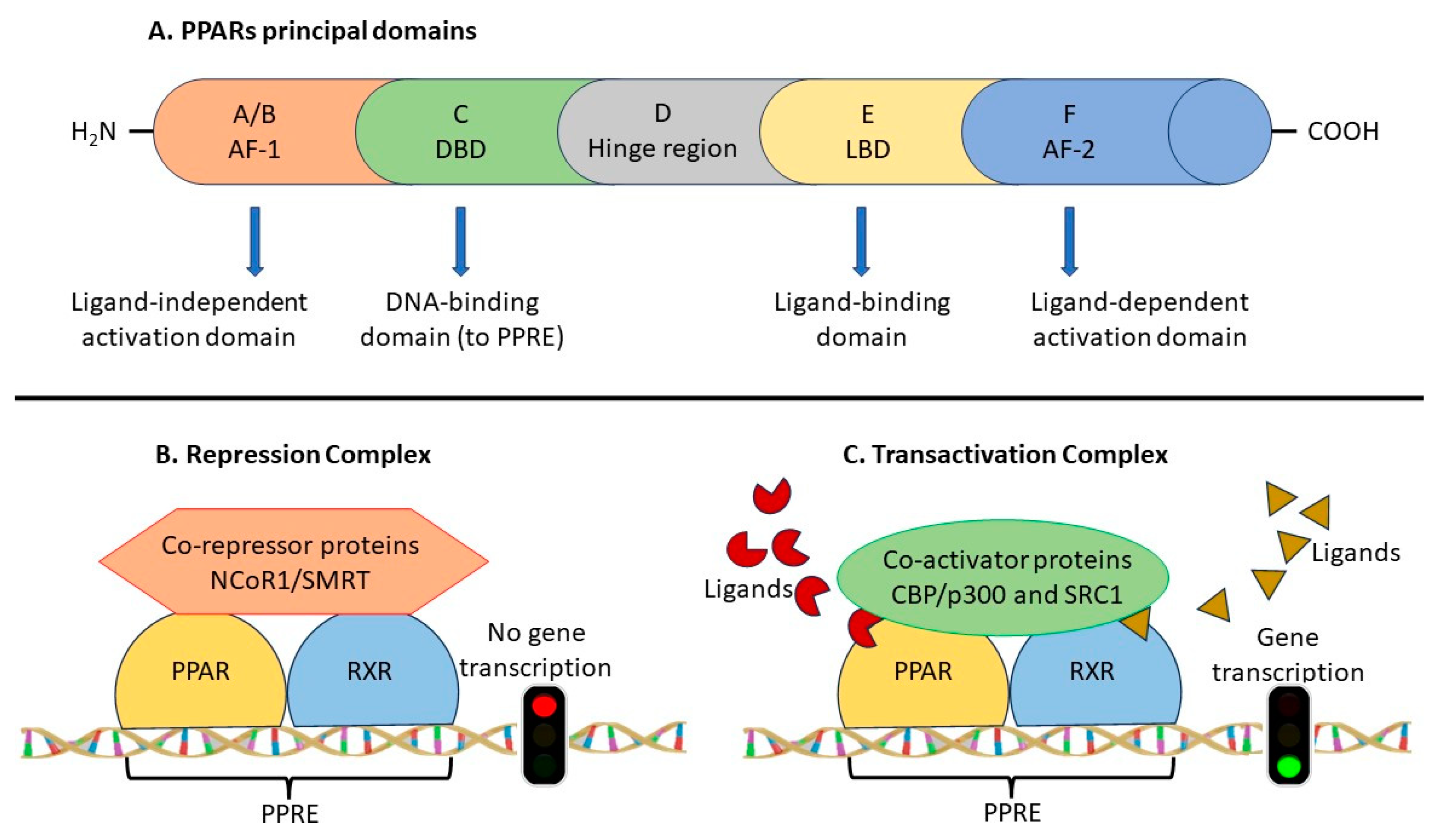 Biomedicines 11 02696 g001