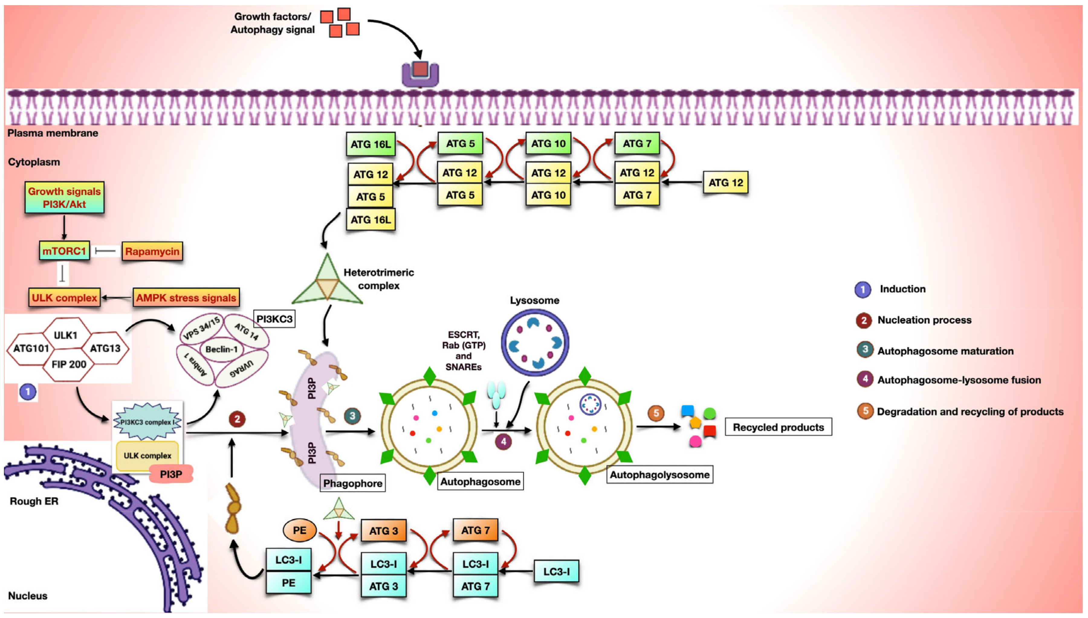Biomedicines 11 02706 g002