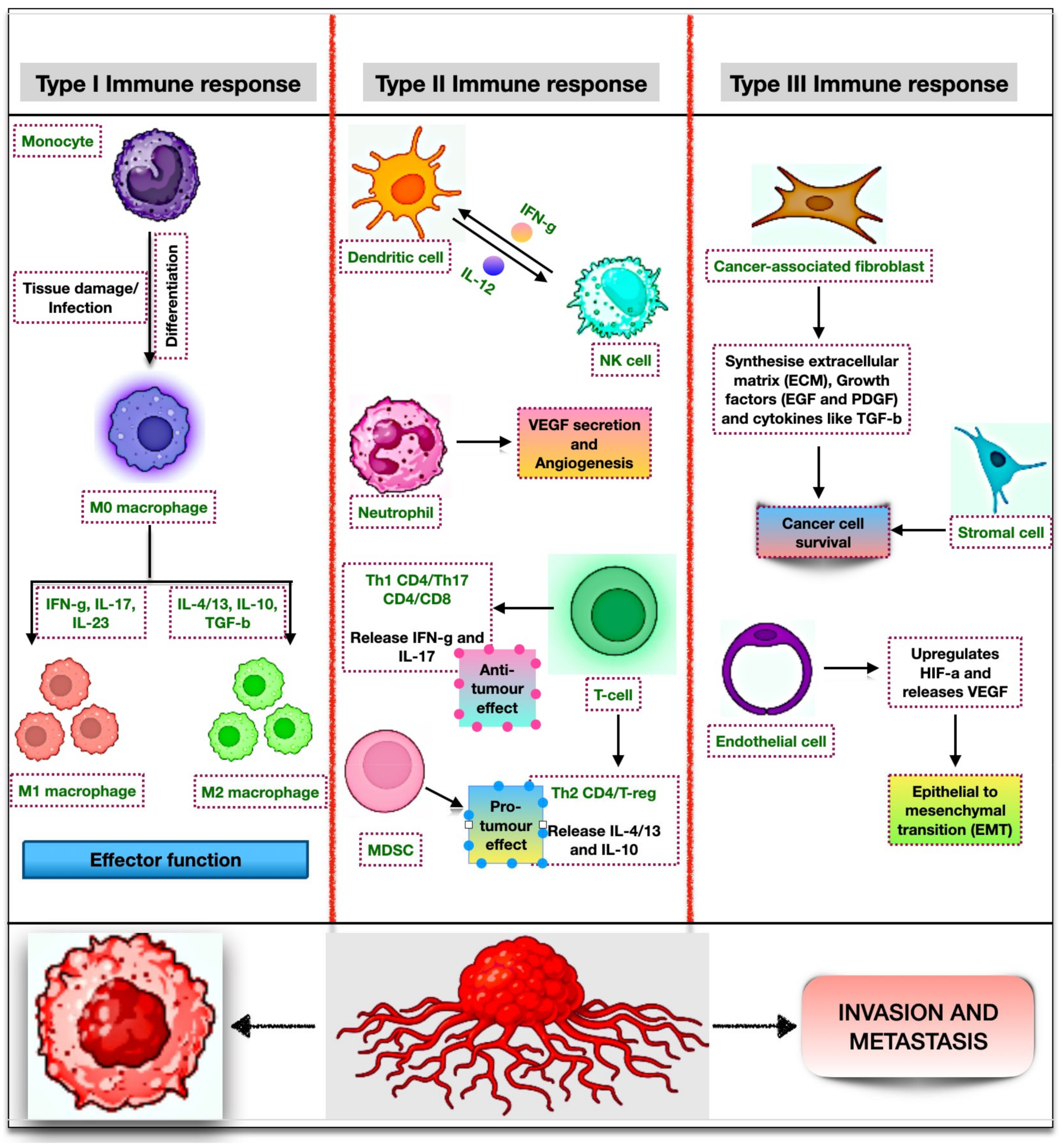 Biomedicines 11 02706 g003