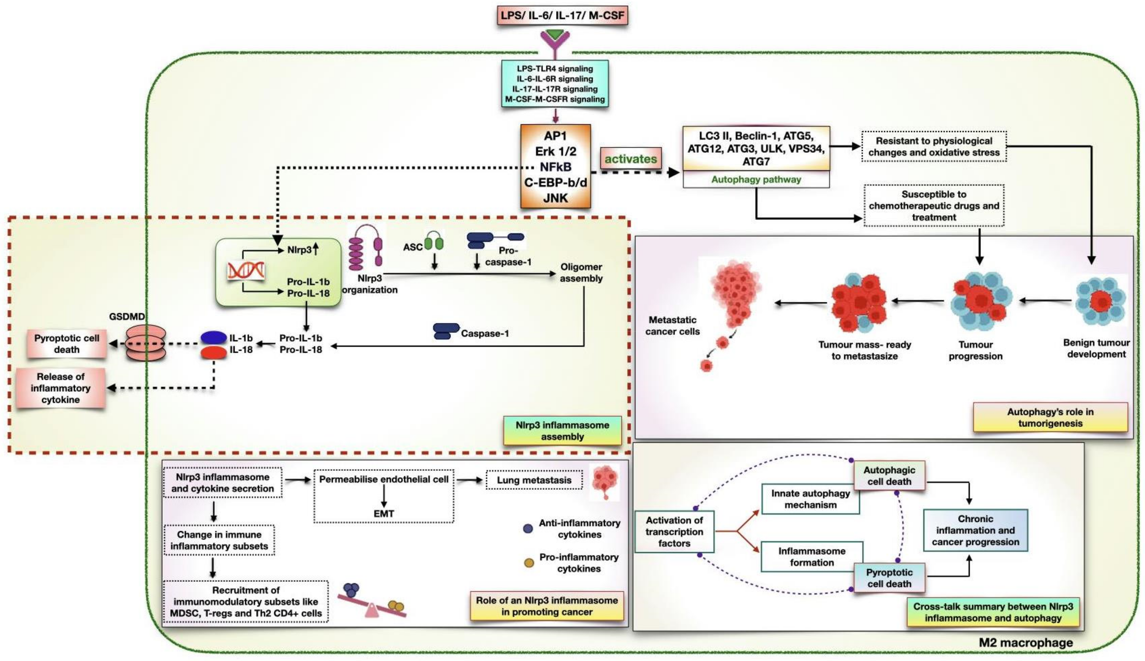 Biomedicines 11 02706 g004