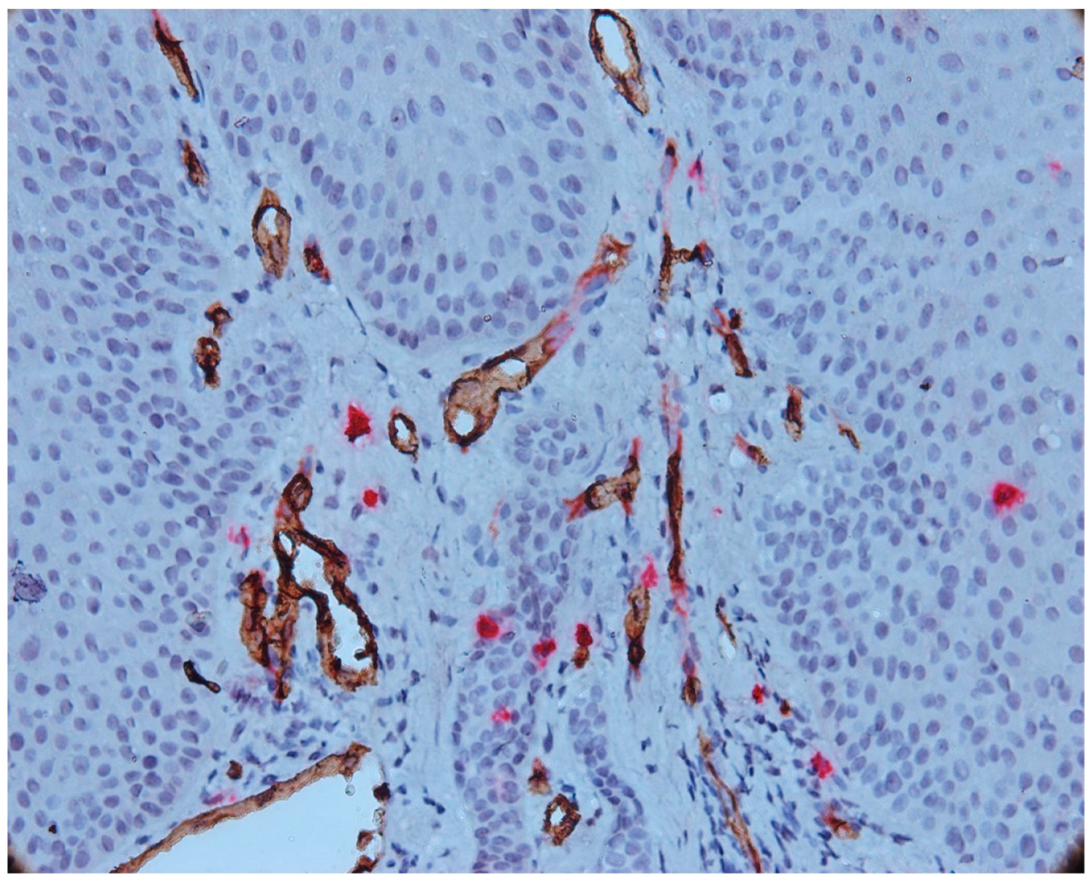 Biomedicines 11 02709 g005