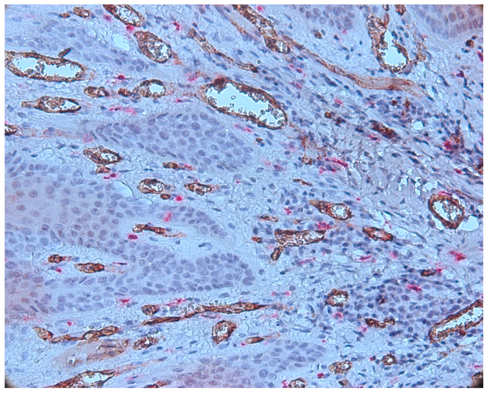 Biomedicines 11 02709 g008