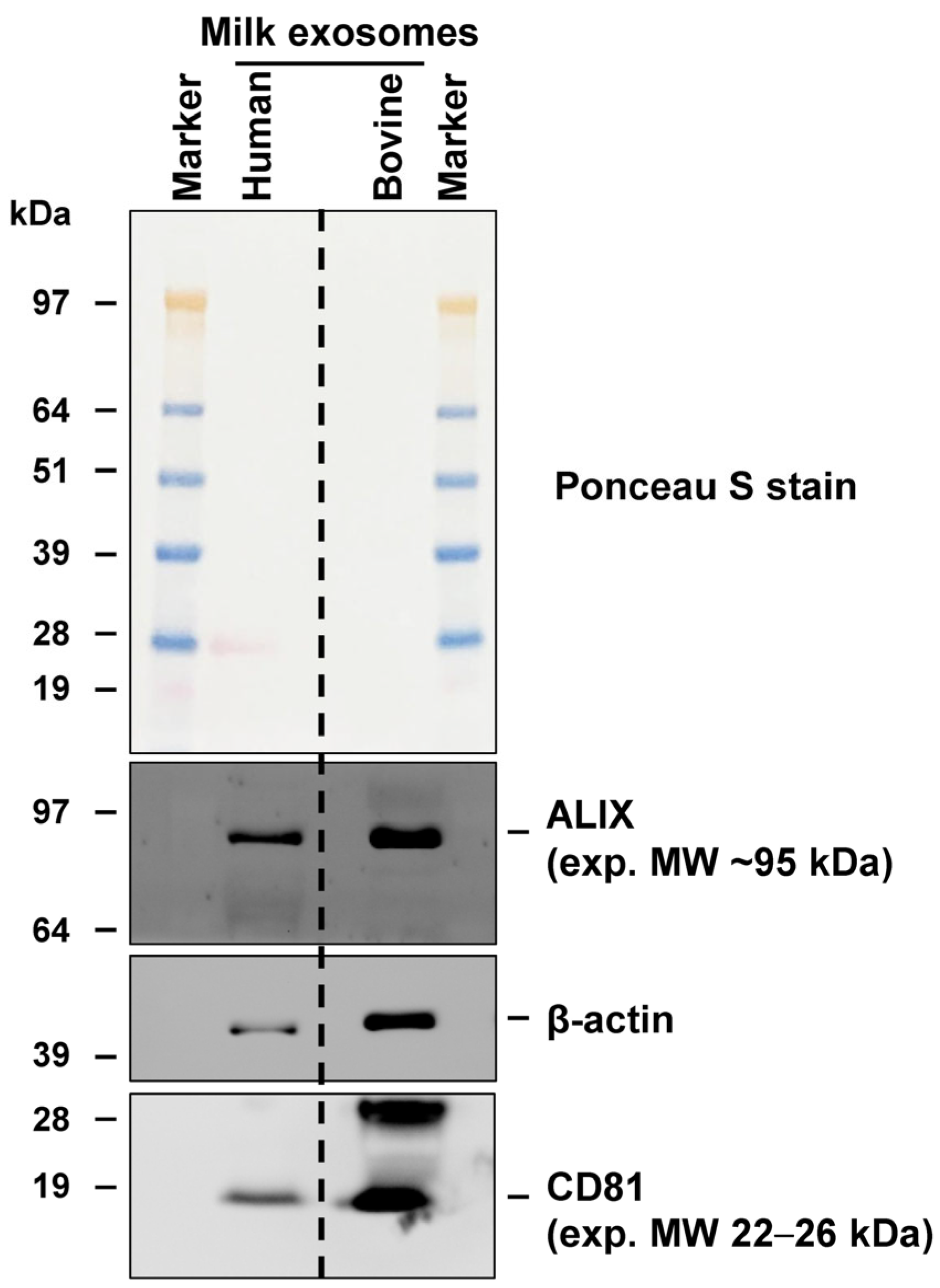 Biomedicines 11 02715 g012