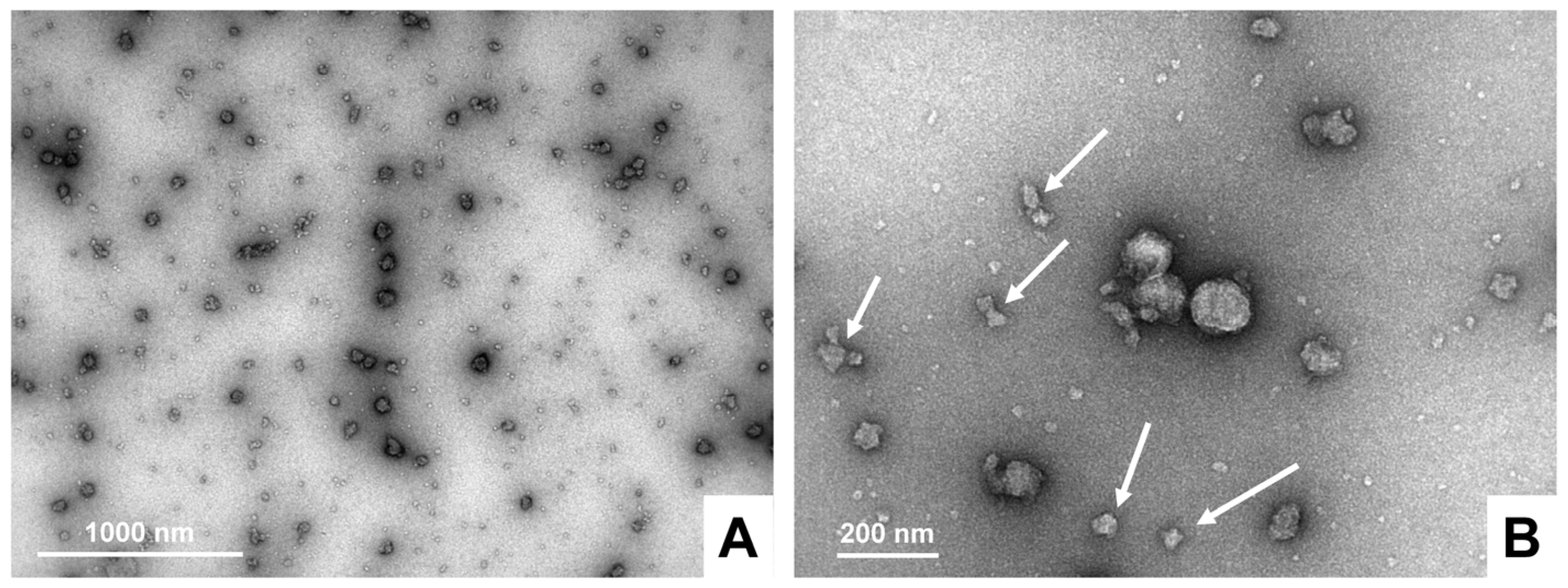 Biomedicines 11 02715 g015