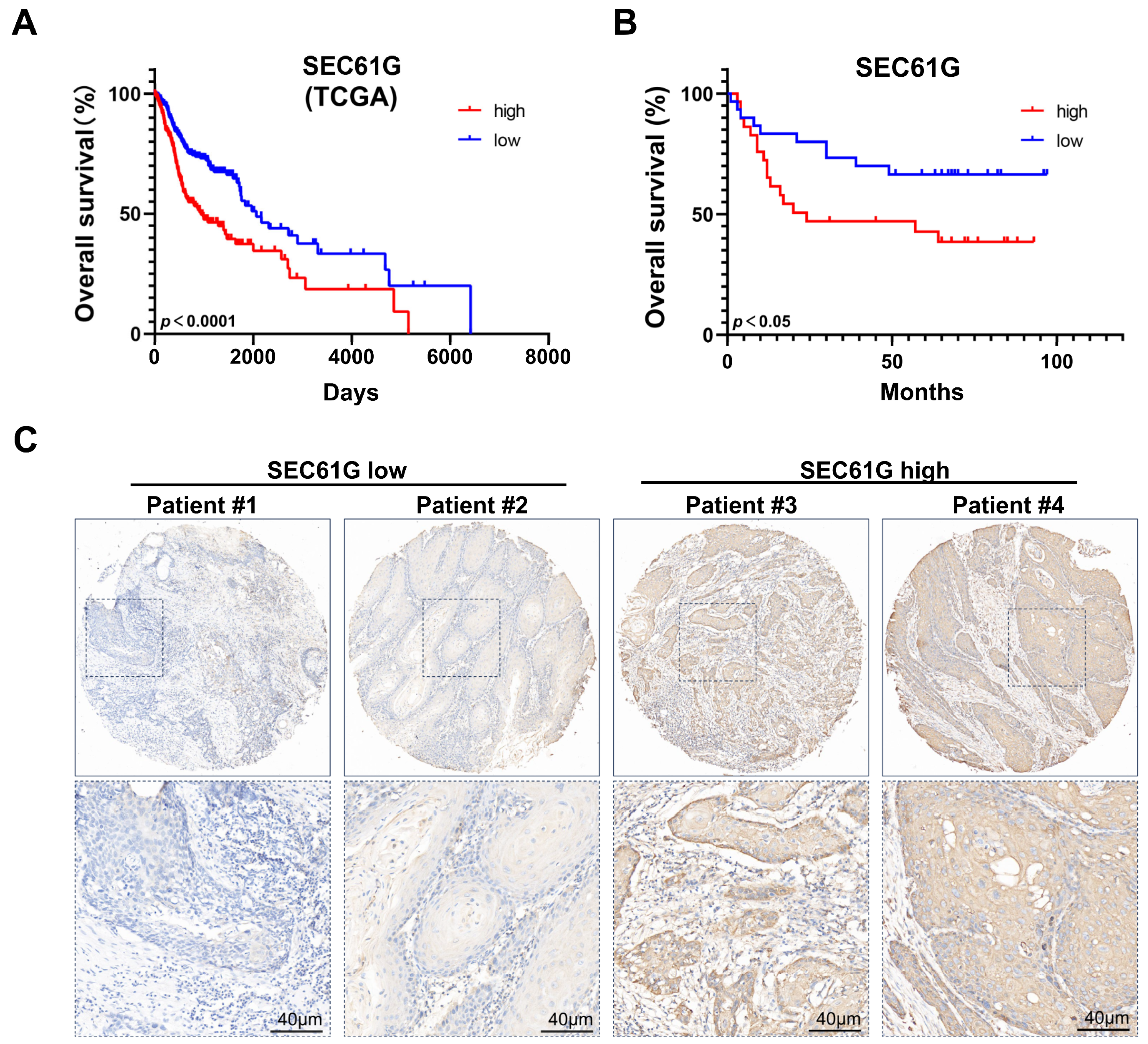 Biomedicines 11 02718 g002