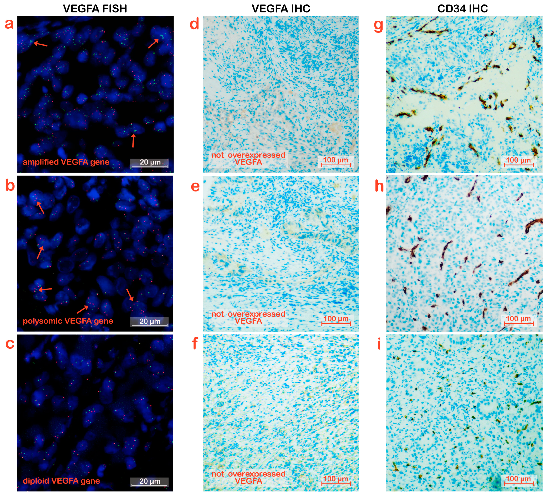 Biomedicines 11 02721 g002