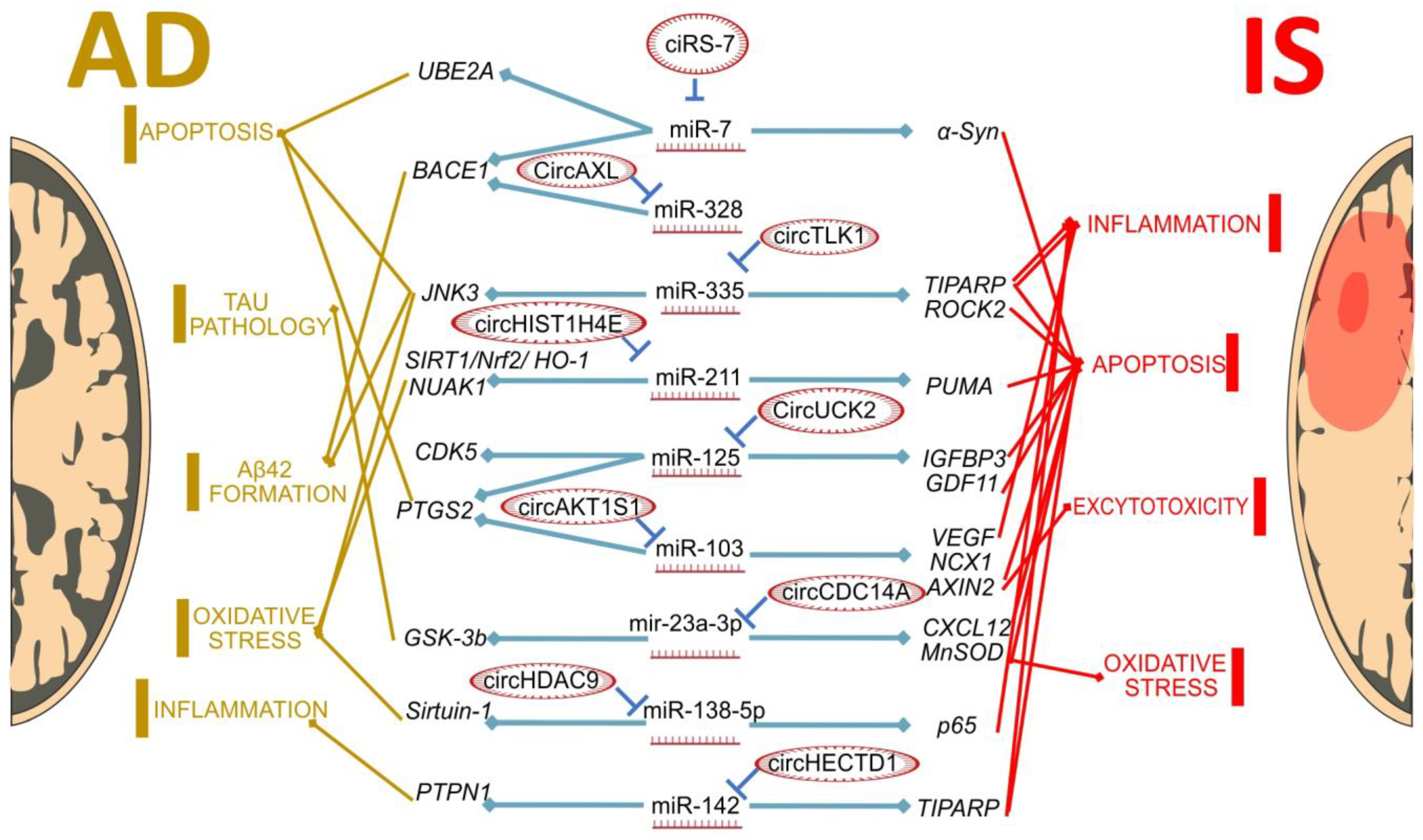 Biomedicines   Free Full Text   Are Ischemic Stroke and