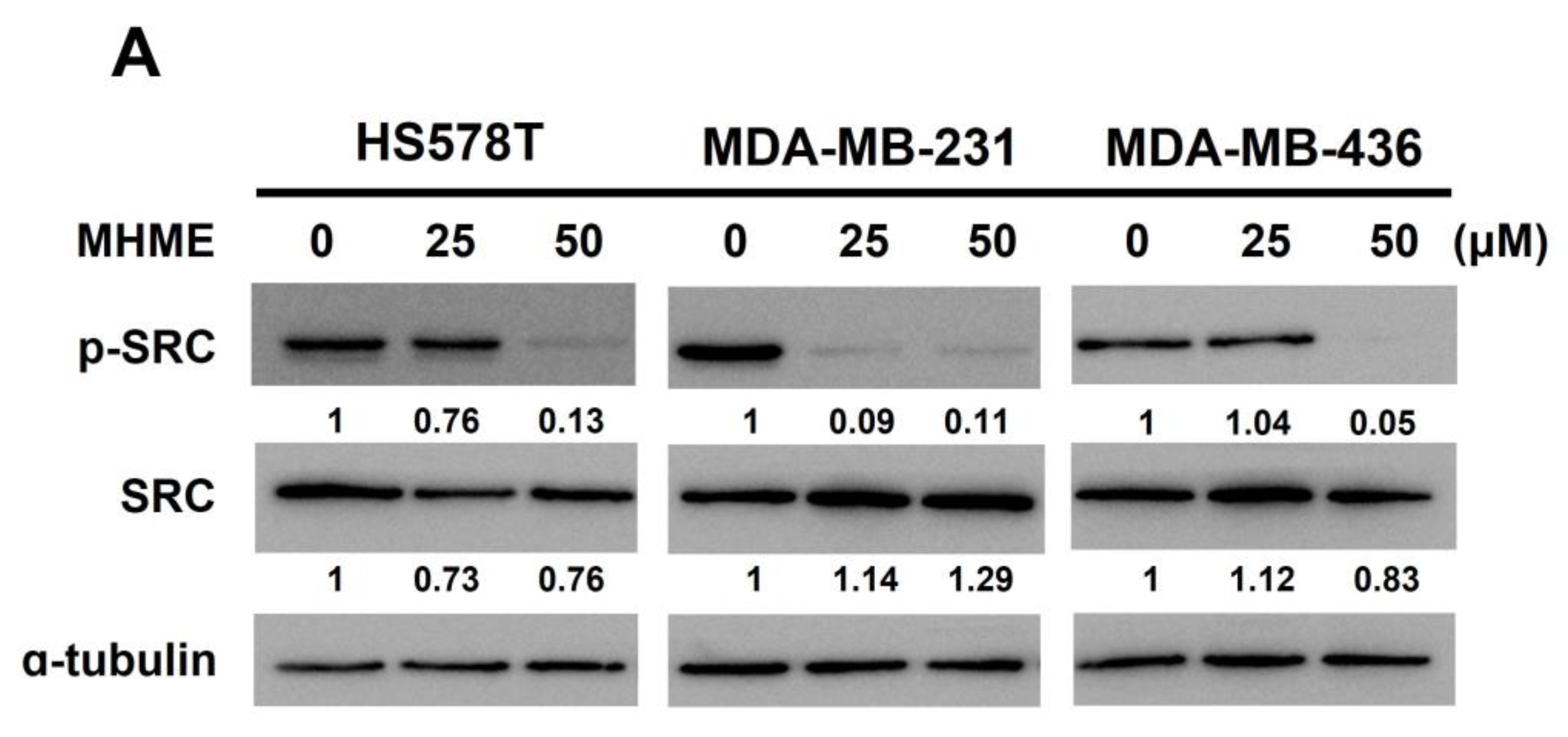 Biomedicines 11 02742 g005a Biomedicines 11 02742 g005a