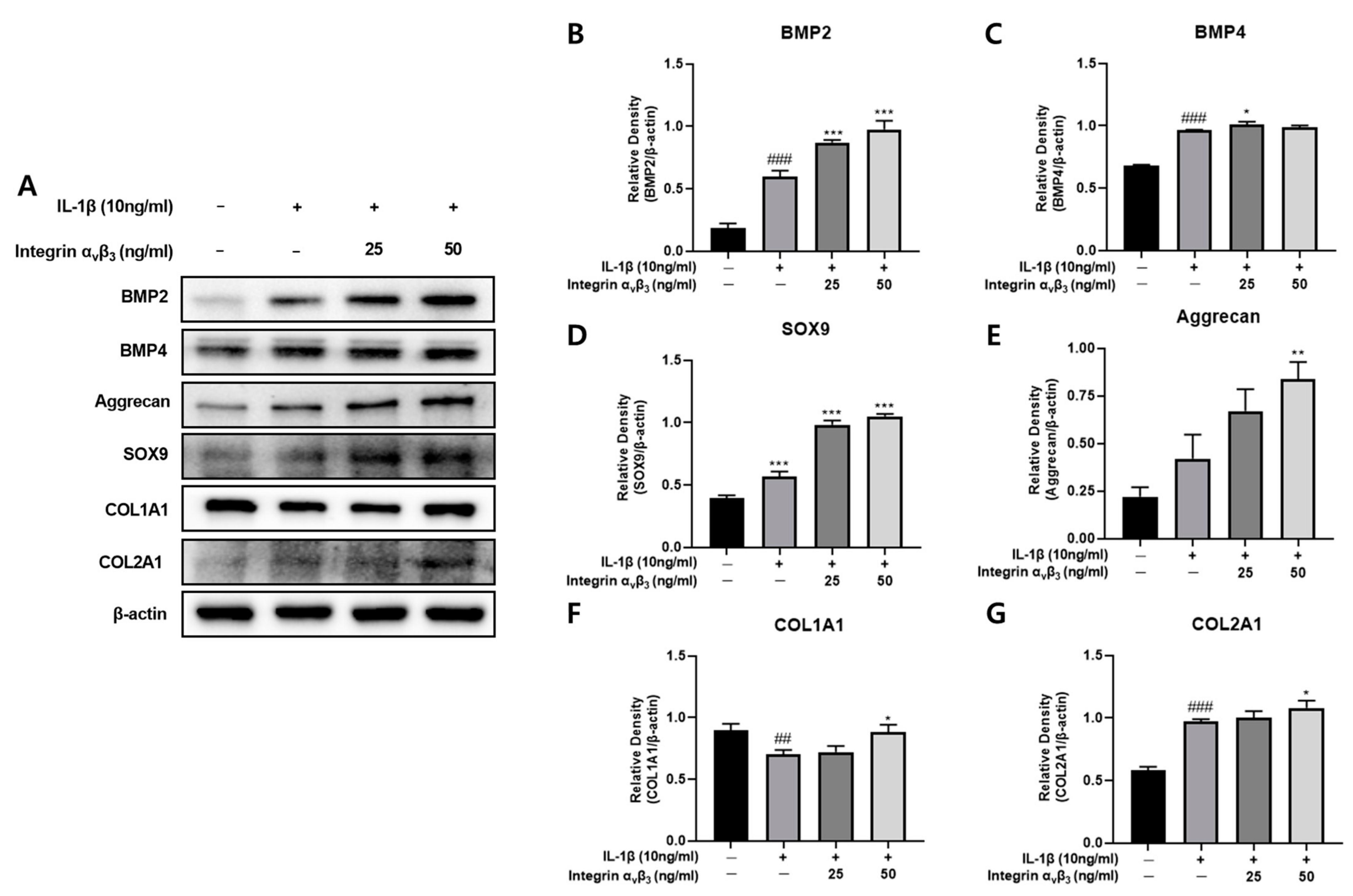 Biomedicines 11 02745 g007 Biomedicines 11 02745 g007