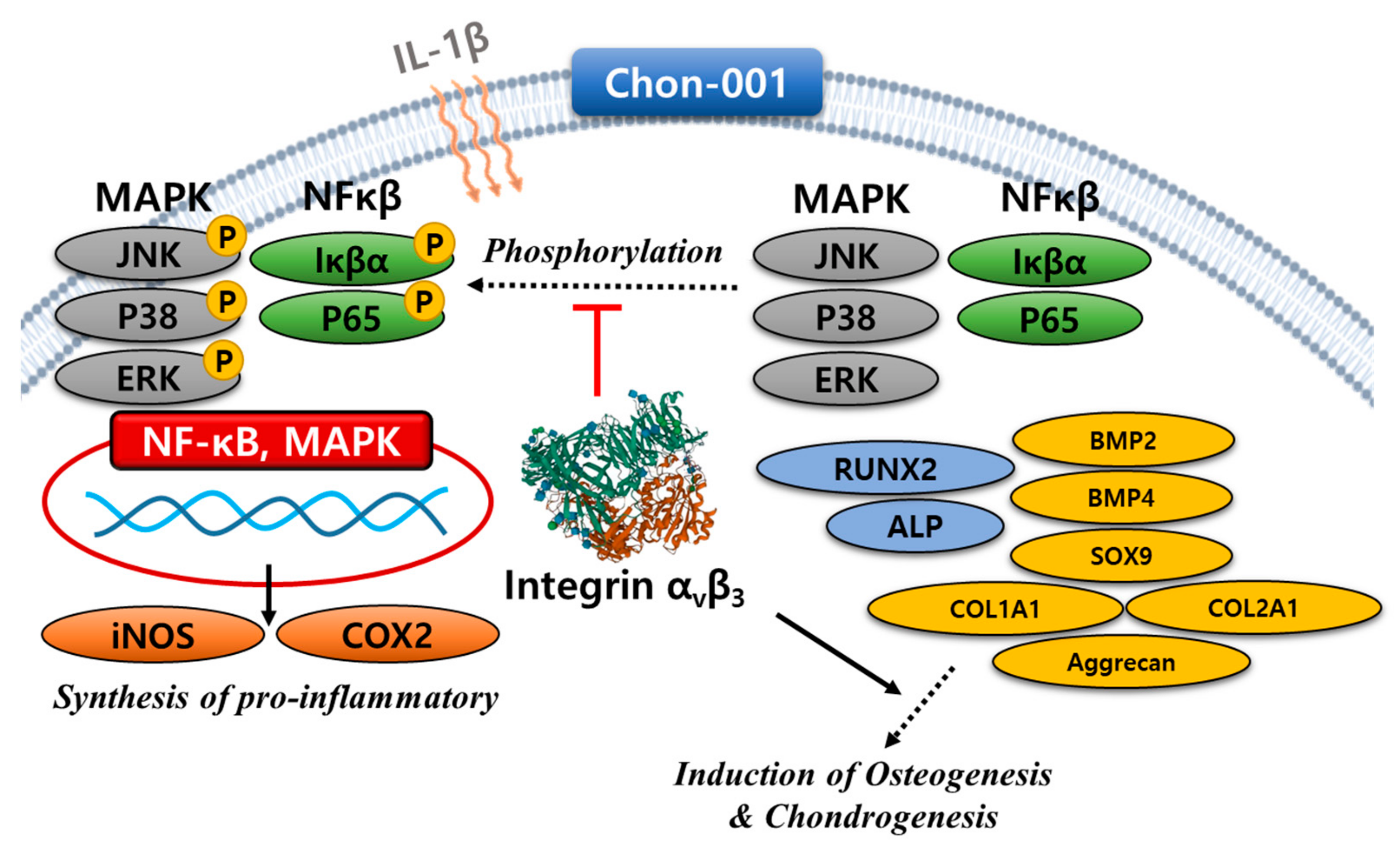 Biomedicines 11 02745 g009 Biomedicines 11 02745 g009