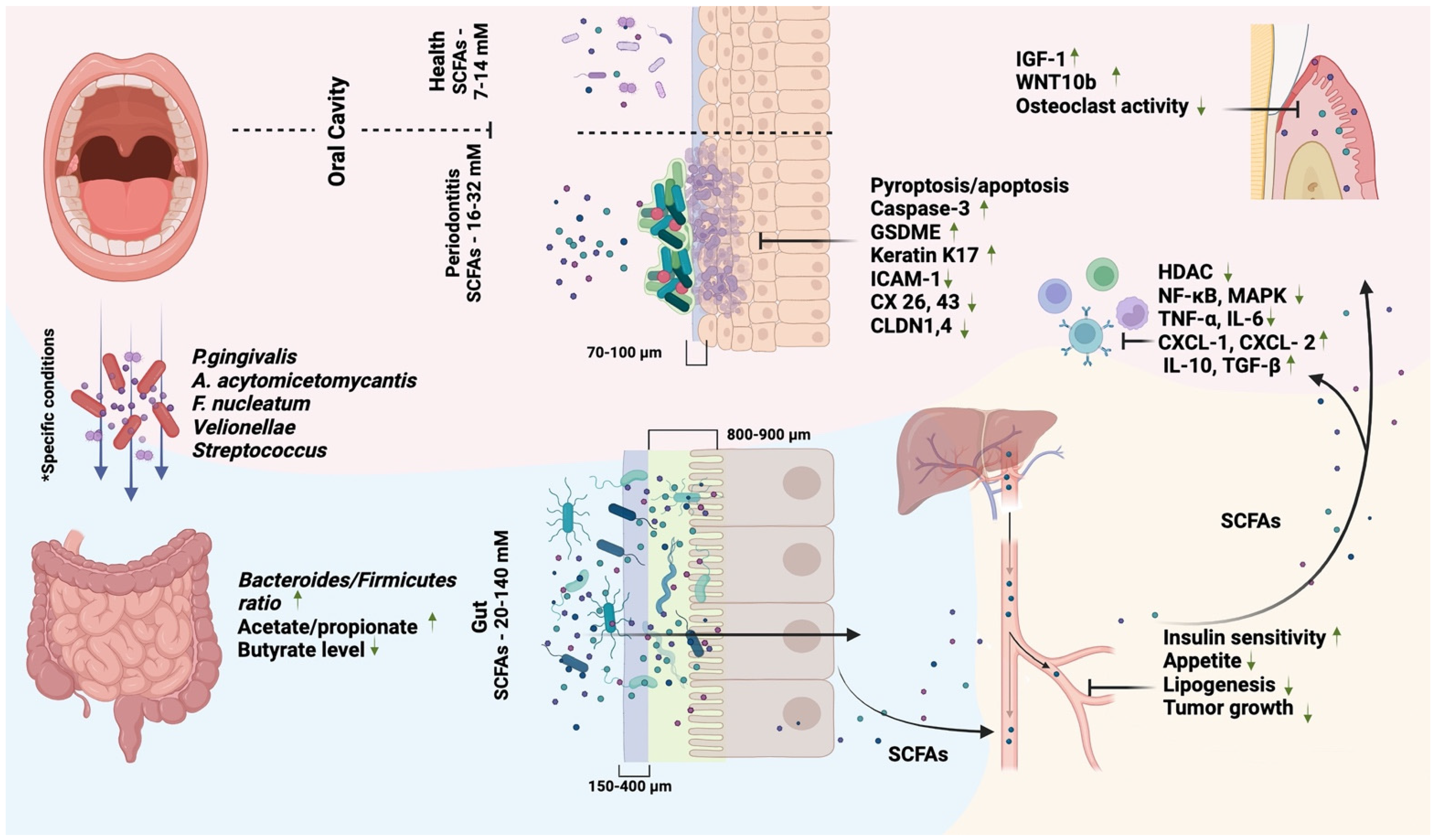 Biomedicines 11 02749 g001