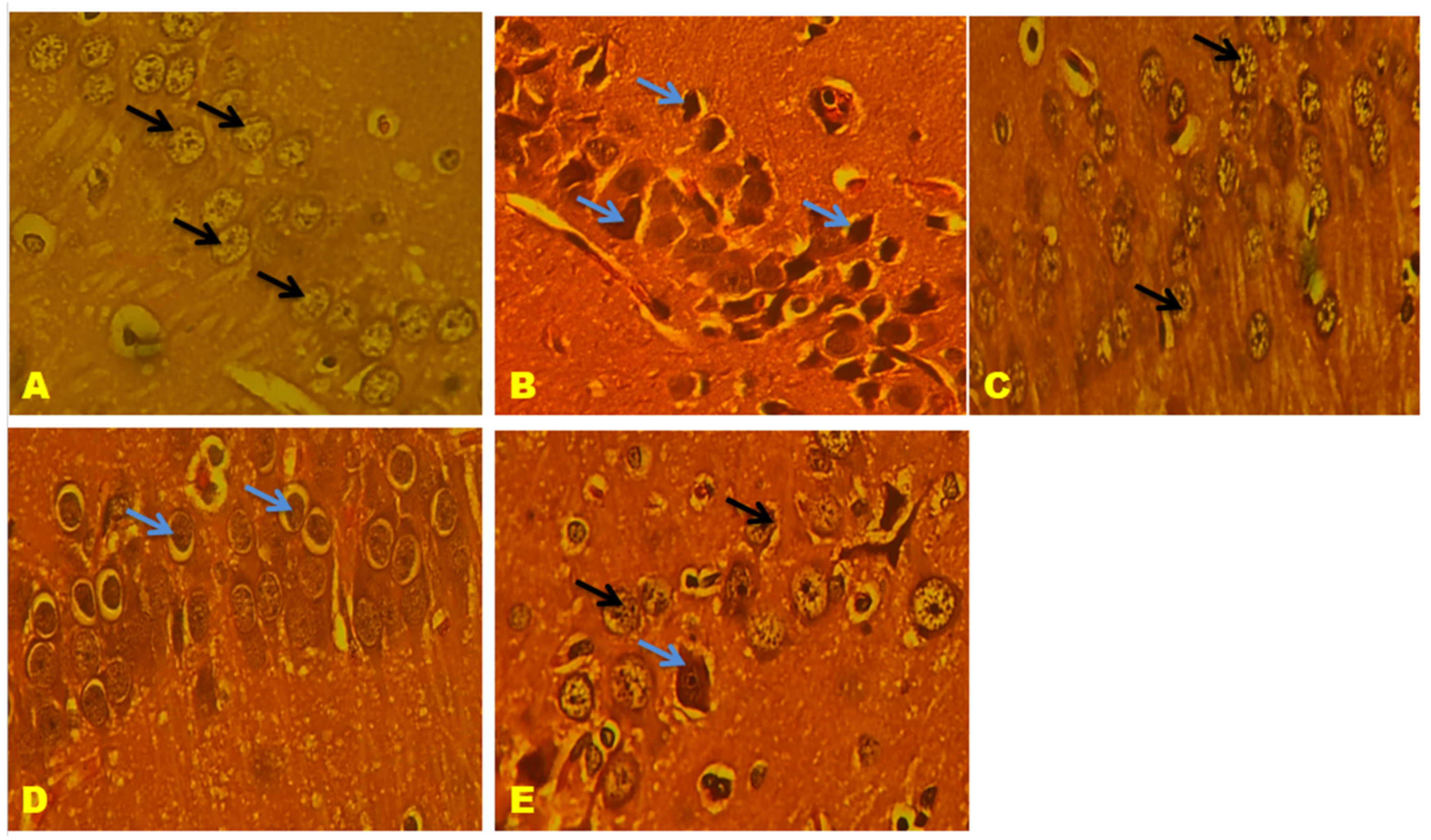 Biomedicines 11 02756 g018