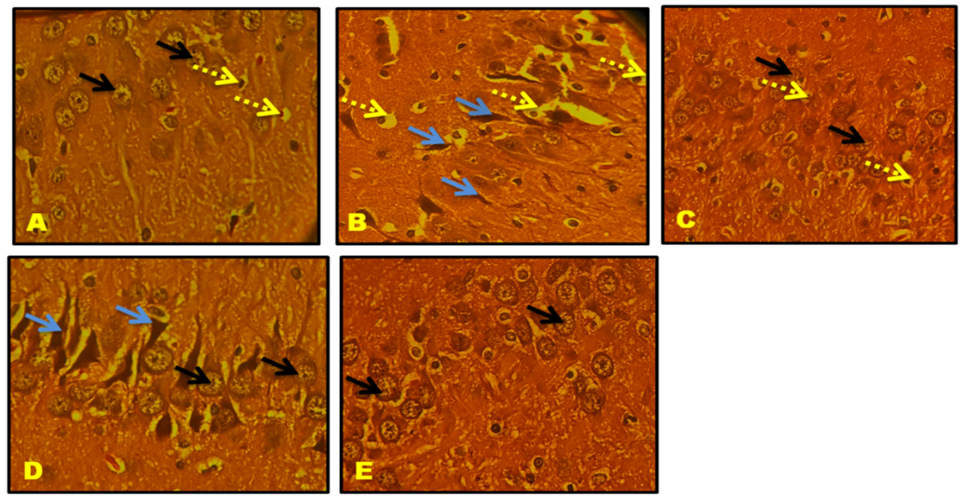 Biomedicines 11 02756 g019