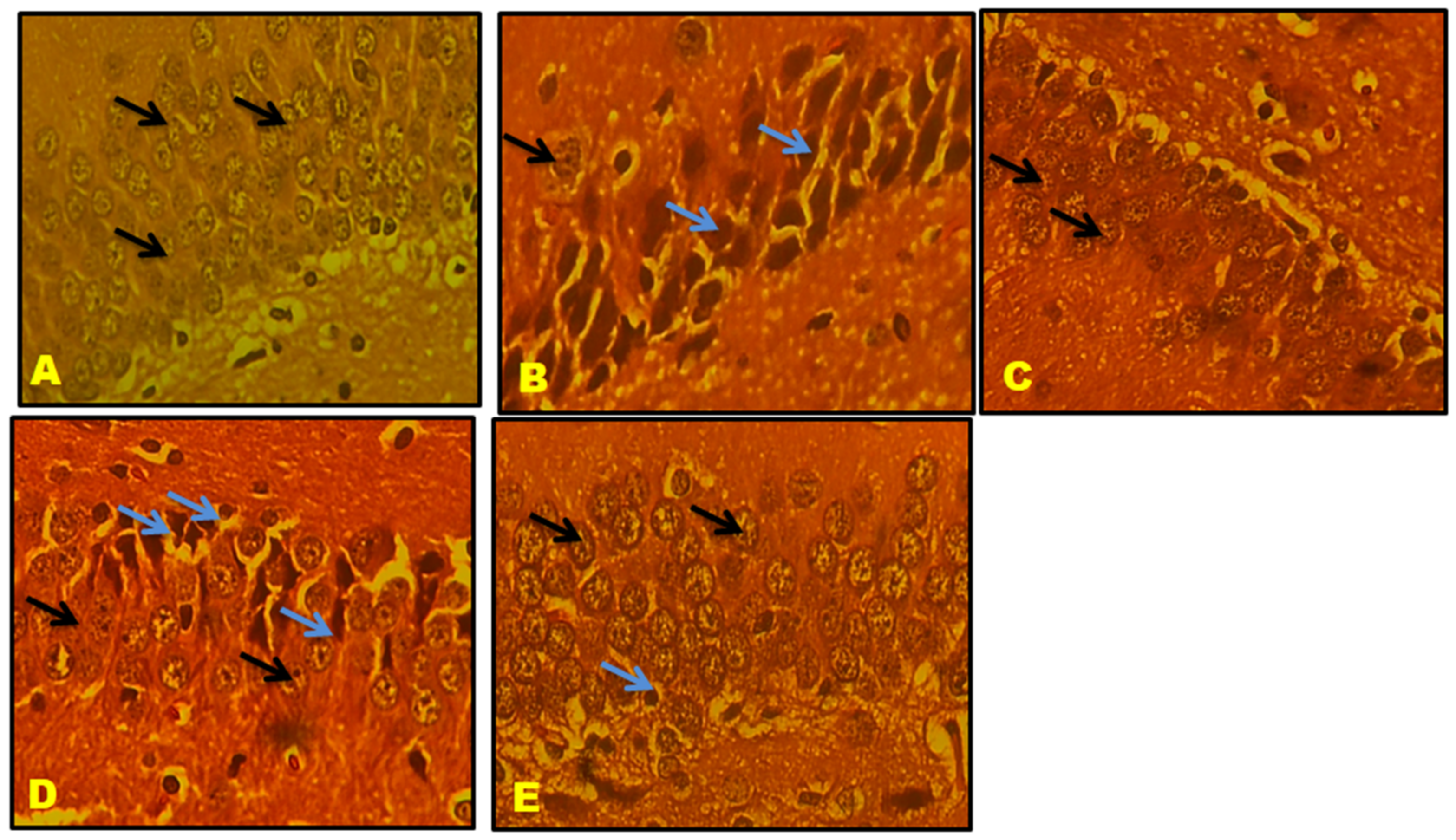 Biomedicines 11 02756 g020