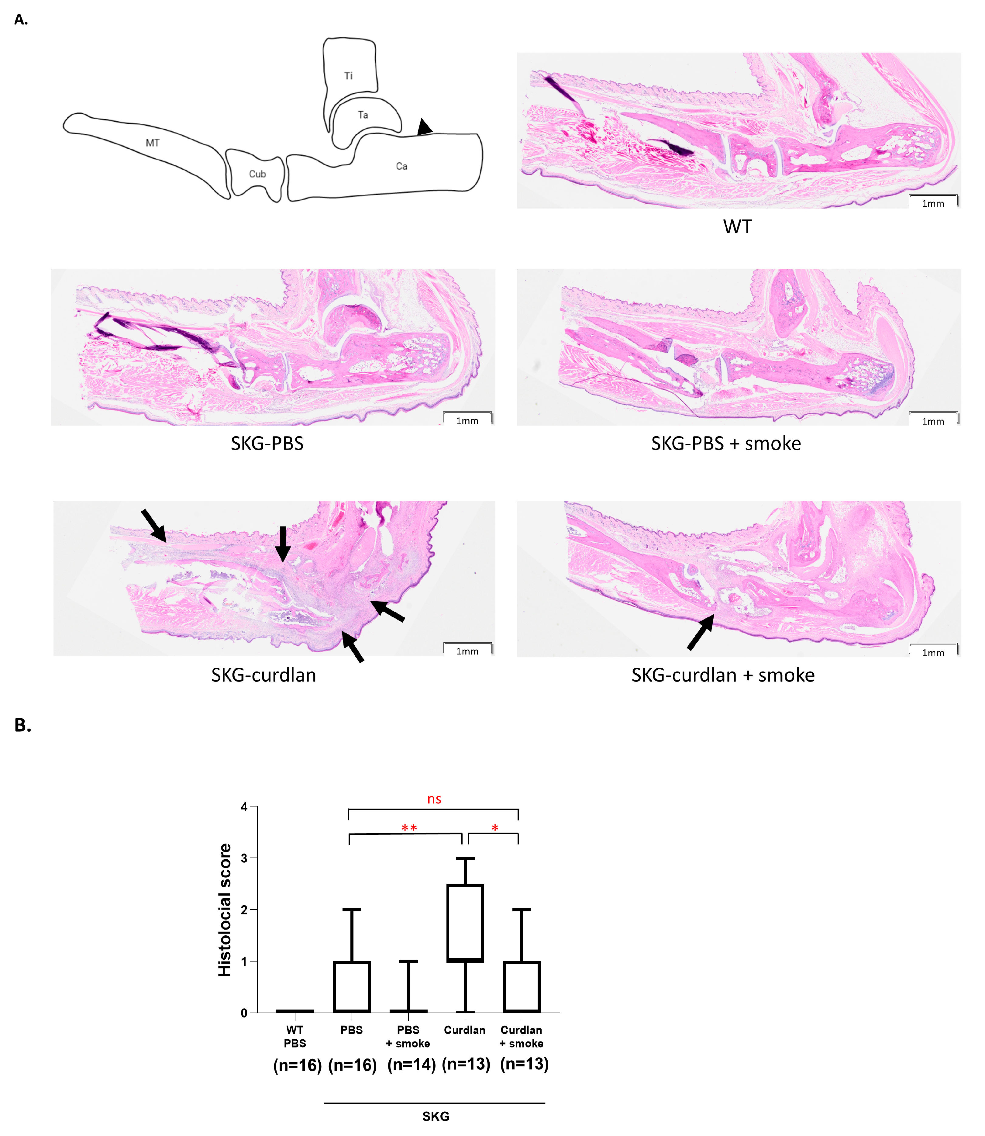 Biomedicines 11 02757 g003