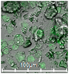 Biomedicines 11 02769 i004