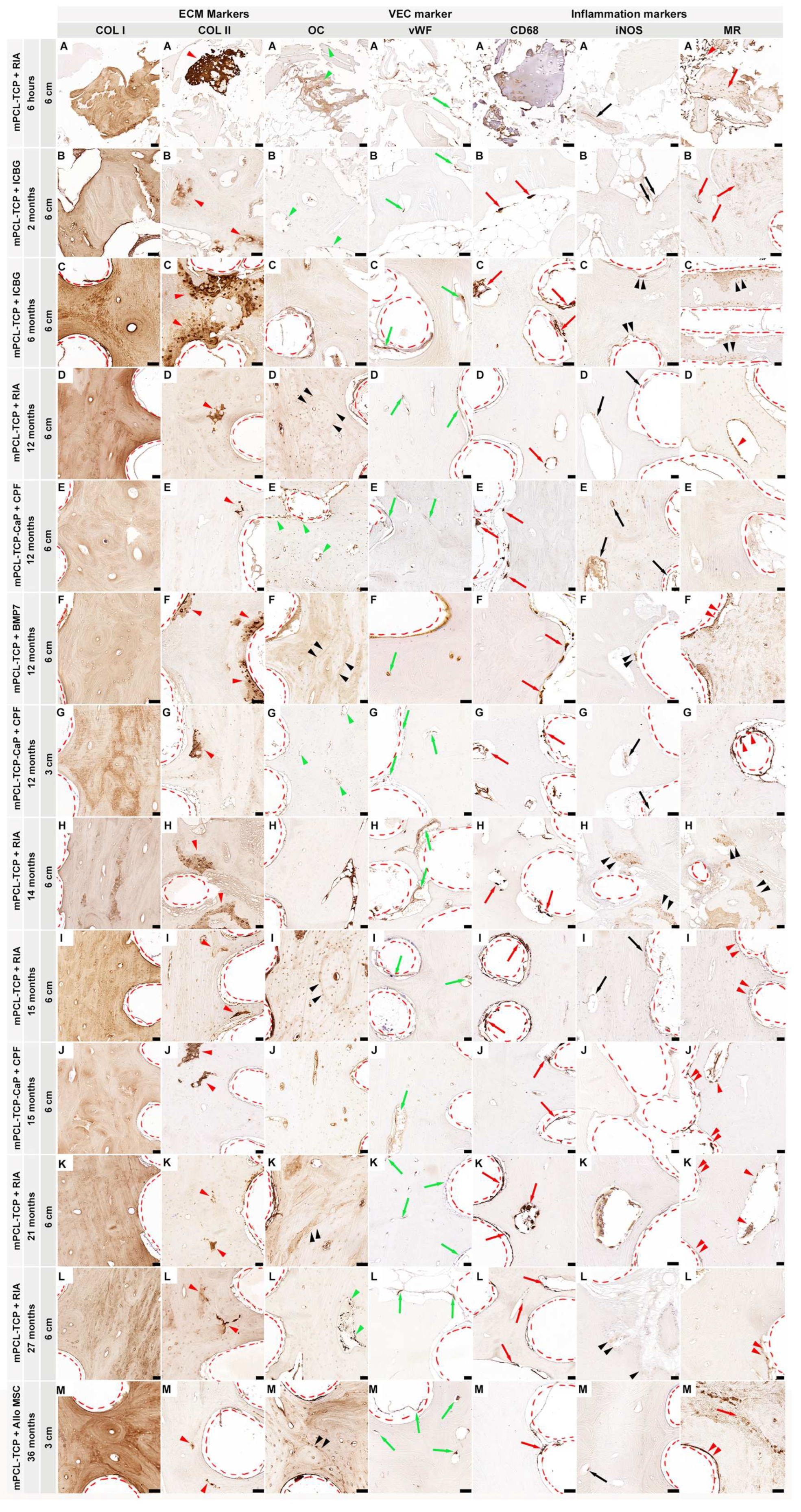 Biomedicines 11 02781 g001