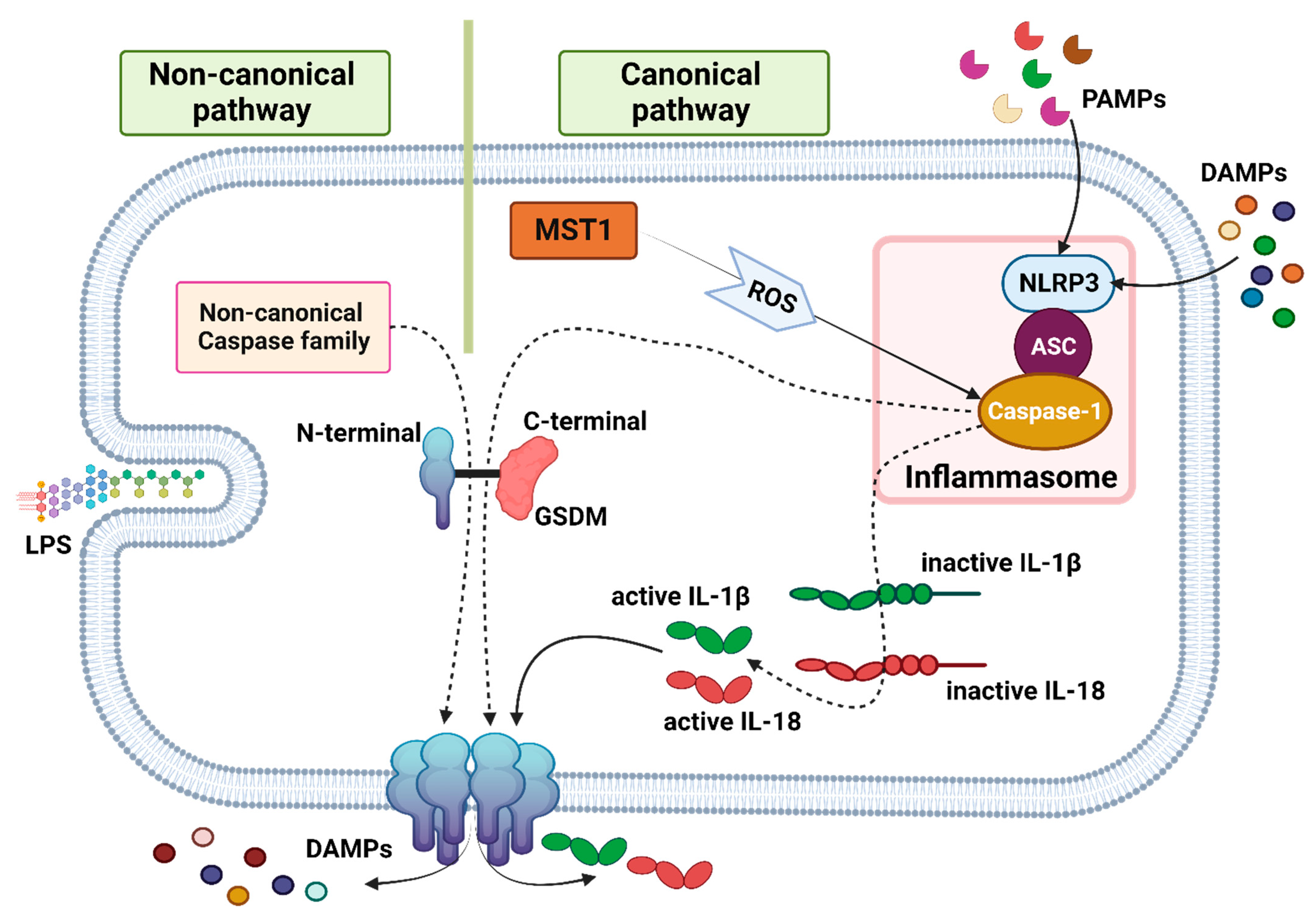 Biomedicines 11 02792 g003