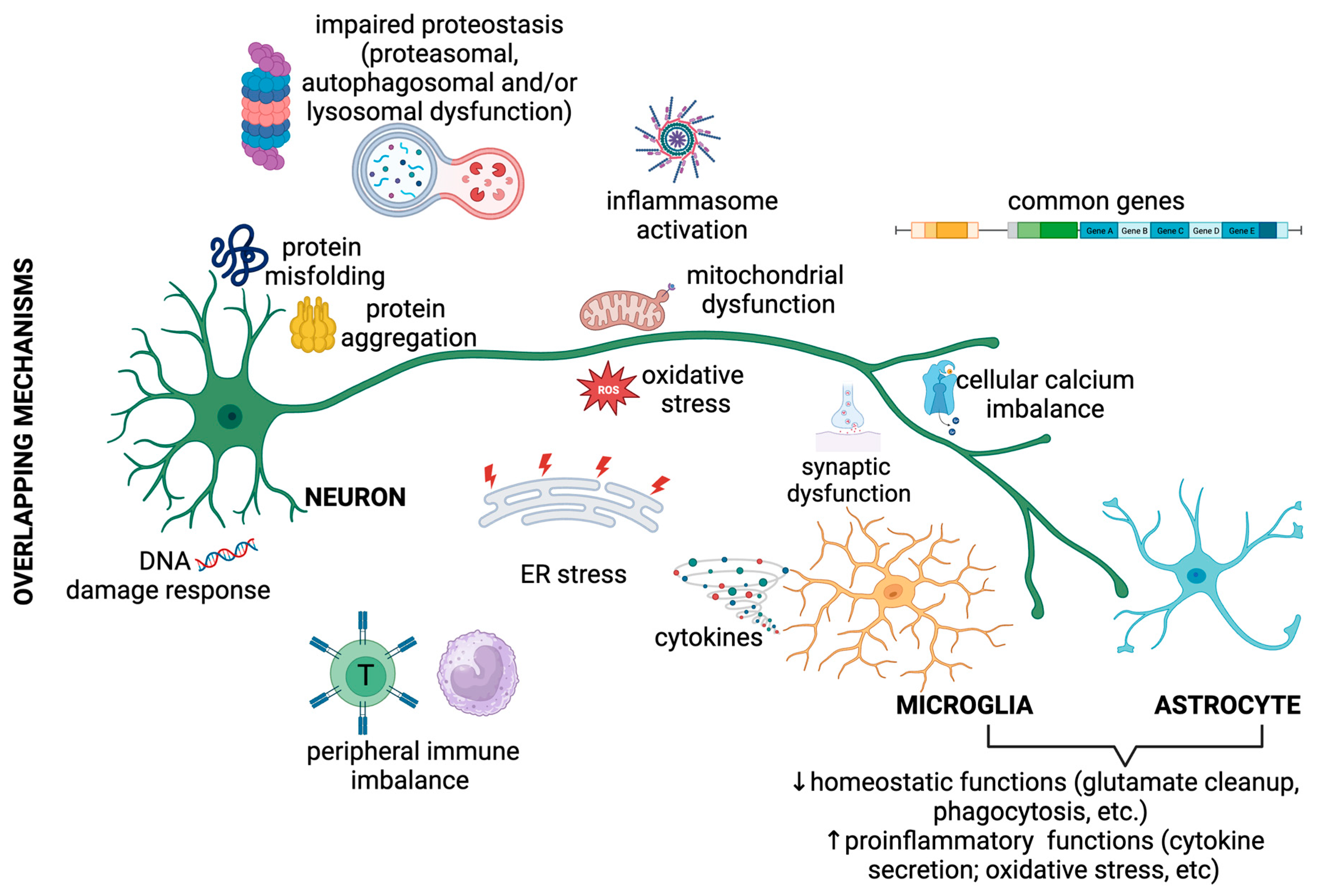 The pathogenesis of Niemann–Pick type C disease: a role for autophagy?, Expert Reviews in Molecular Medicine