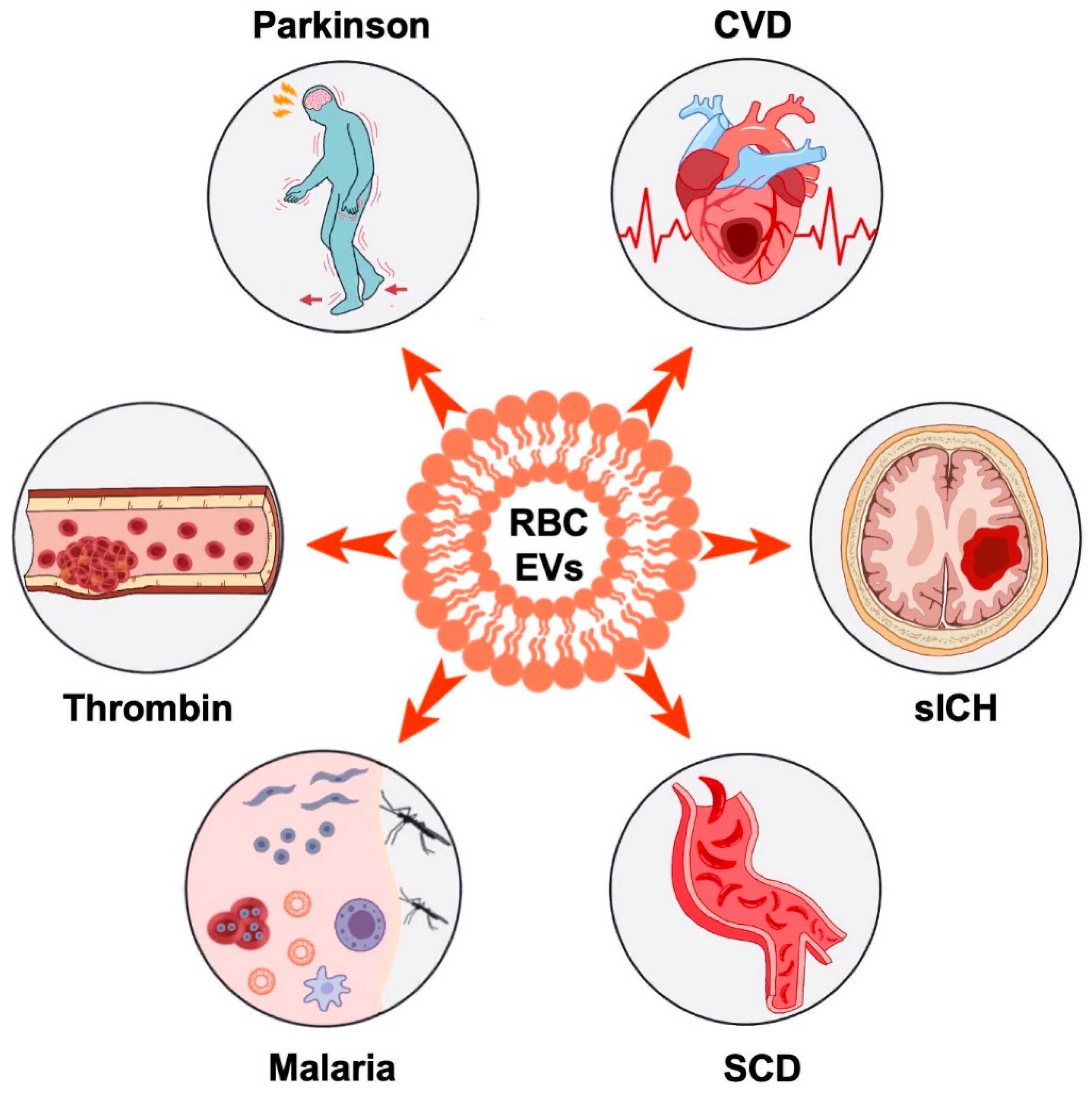 Biomedicines 11 02798 g002