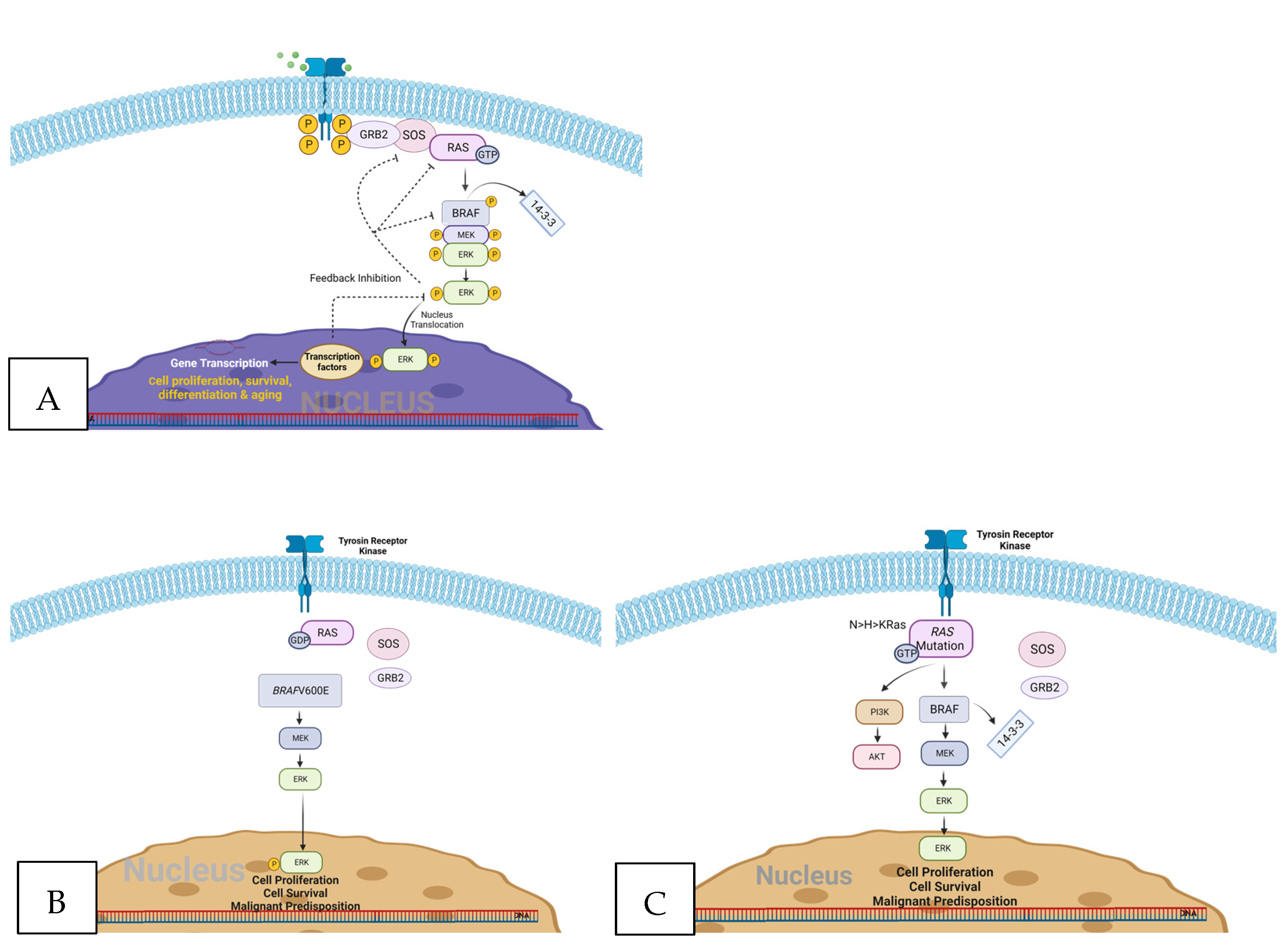 Biomedicines 11 02803 g001