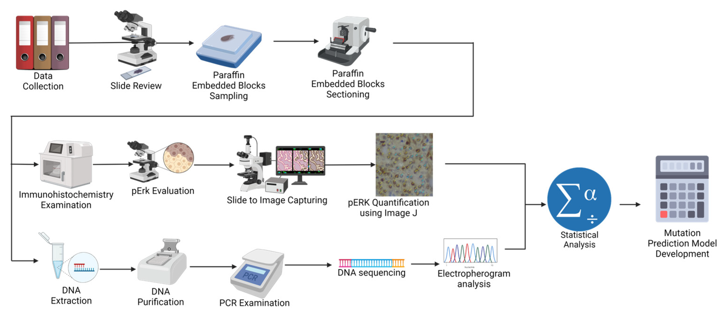 Biomedicines 11 02803 g002