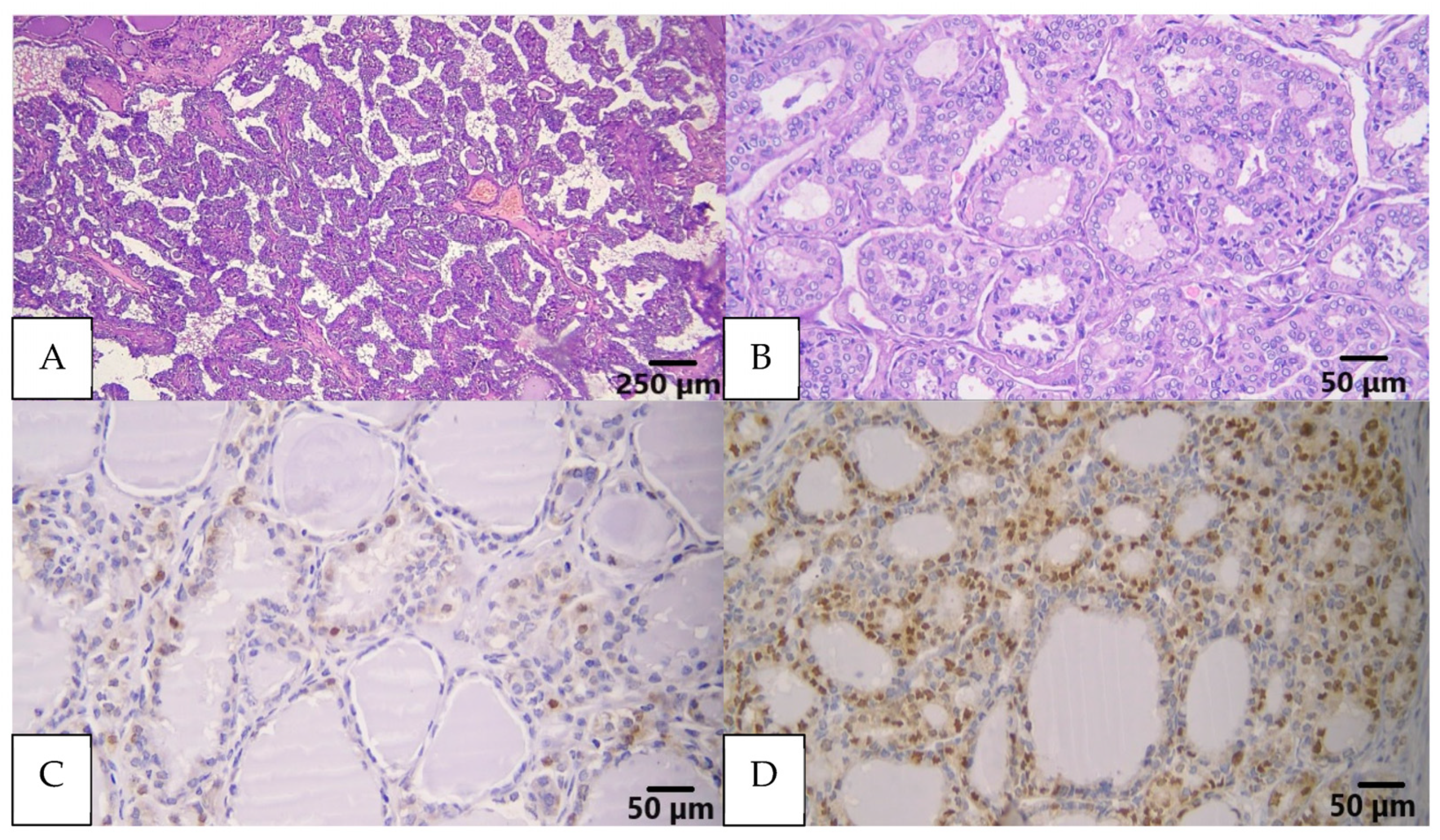 Biomedicines 11 02803 g004