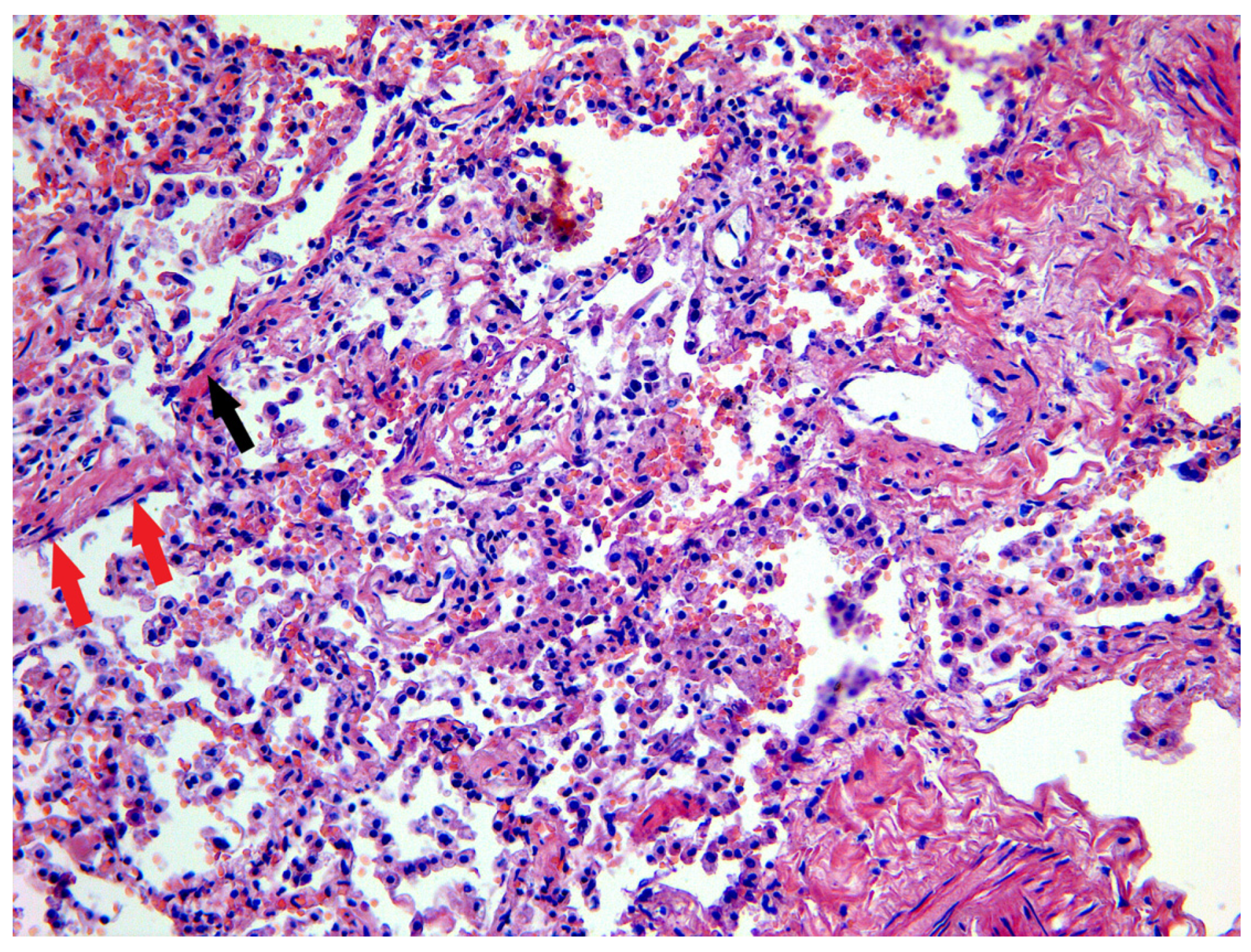 Biomedicines 11 02811 g001