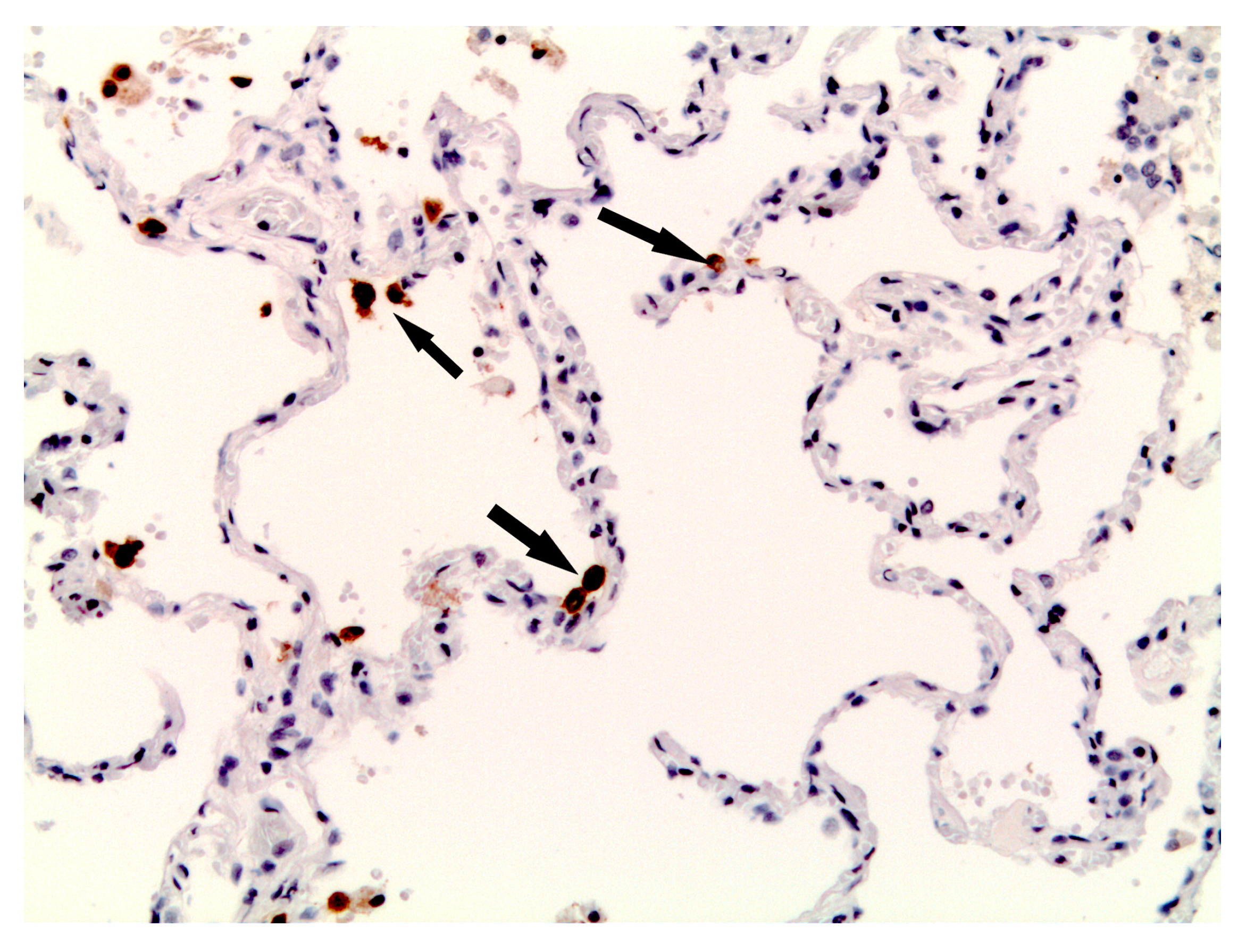 Biomedicines 11 02811 g006